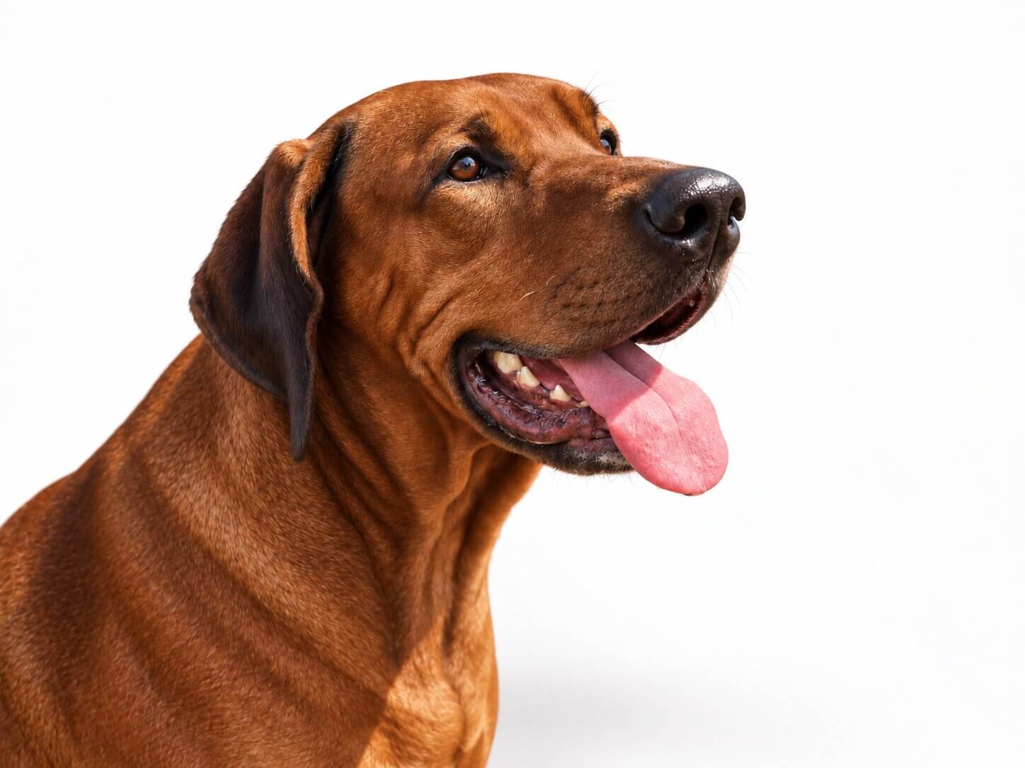rhodesian-ridgeback-breeding-sire-texas Rhodesian Ridgeback Breeding Sire Texas
