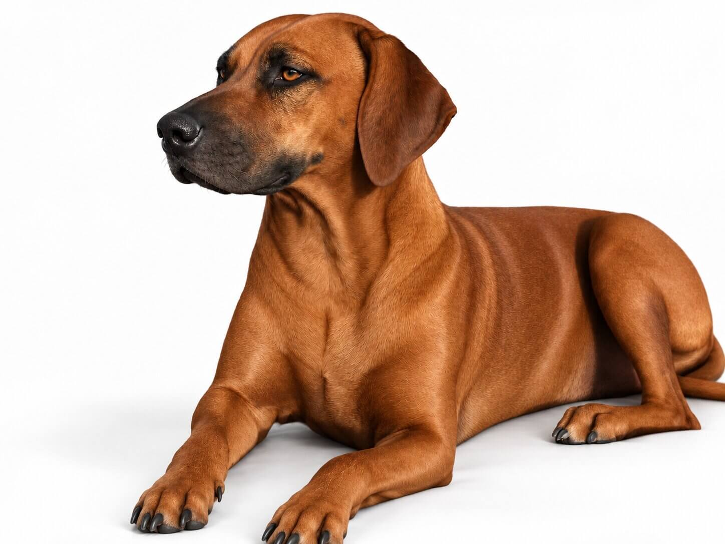 Rhodesian Ridgeback Dam Ivy