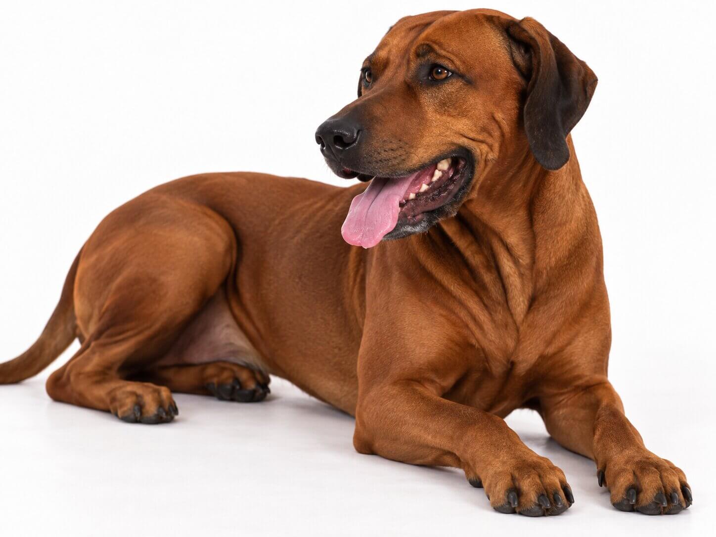 rhodesian-ridgeback-father-austin-texas Rhodesian Ridgeback Father Austin Texas