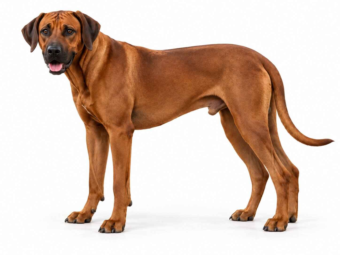 Rhodesian Ridgeback Father Of Puppies Texas