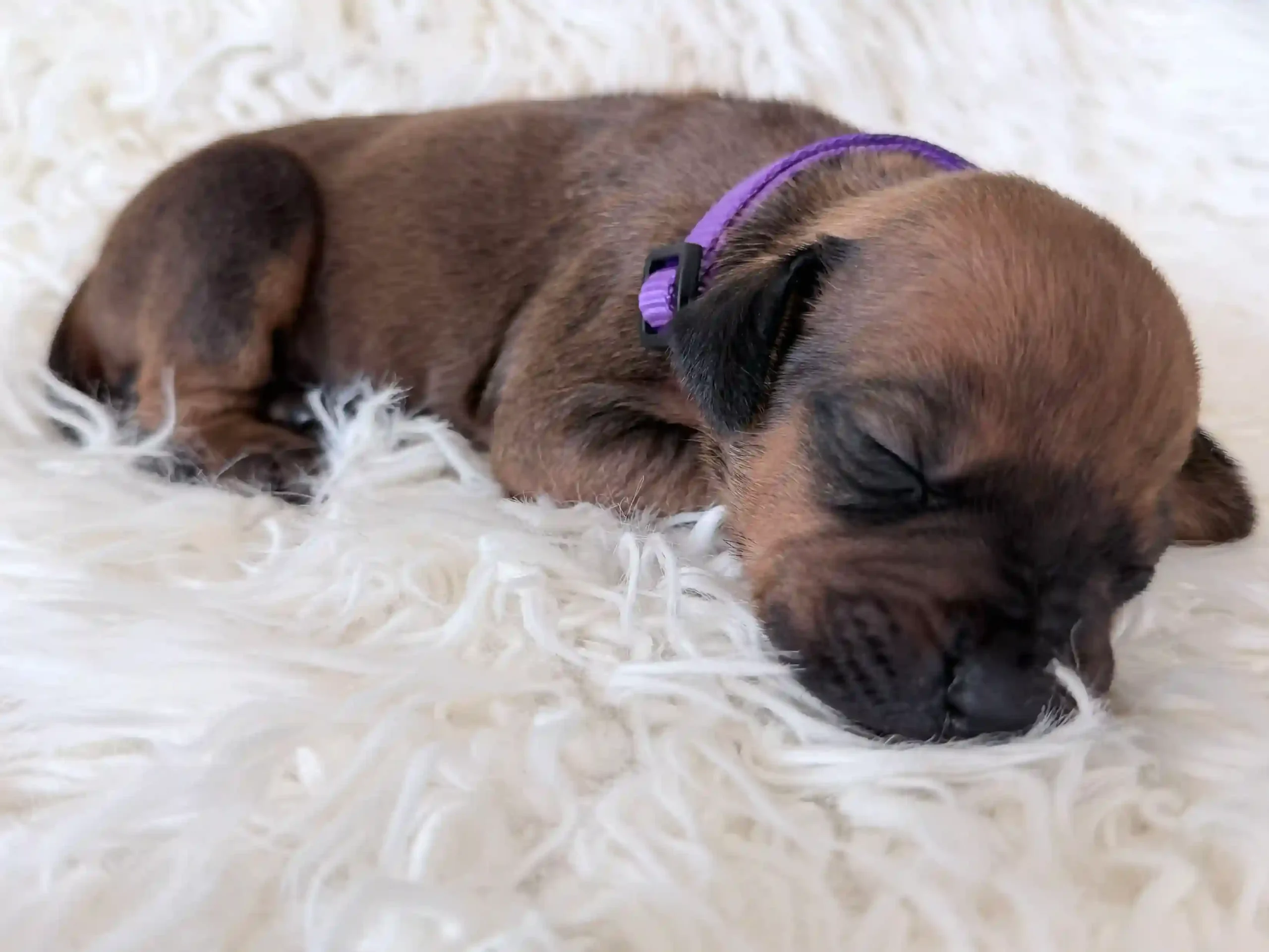 rhodesian-ridgeback-litter-for-sale-01 Rhodesian Ridgeback Litter For Sale 01 — Rhodesian Ridgeback Puppies for Sale Available Now 2027