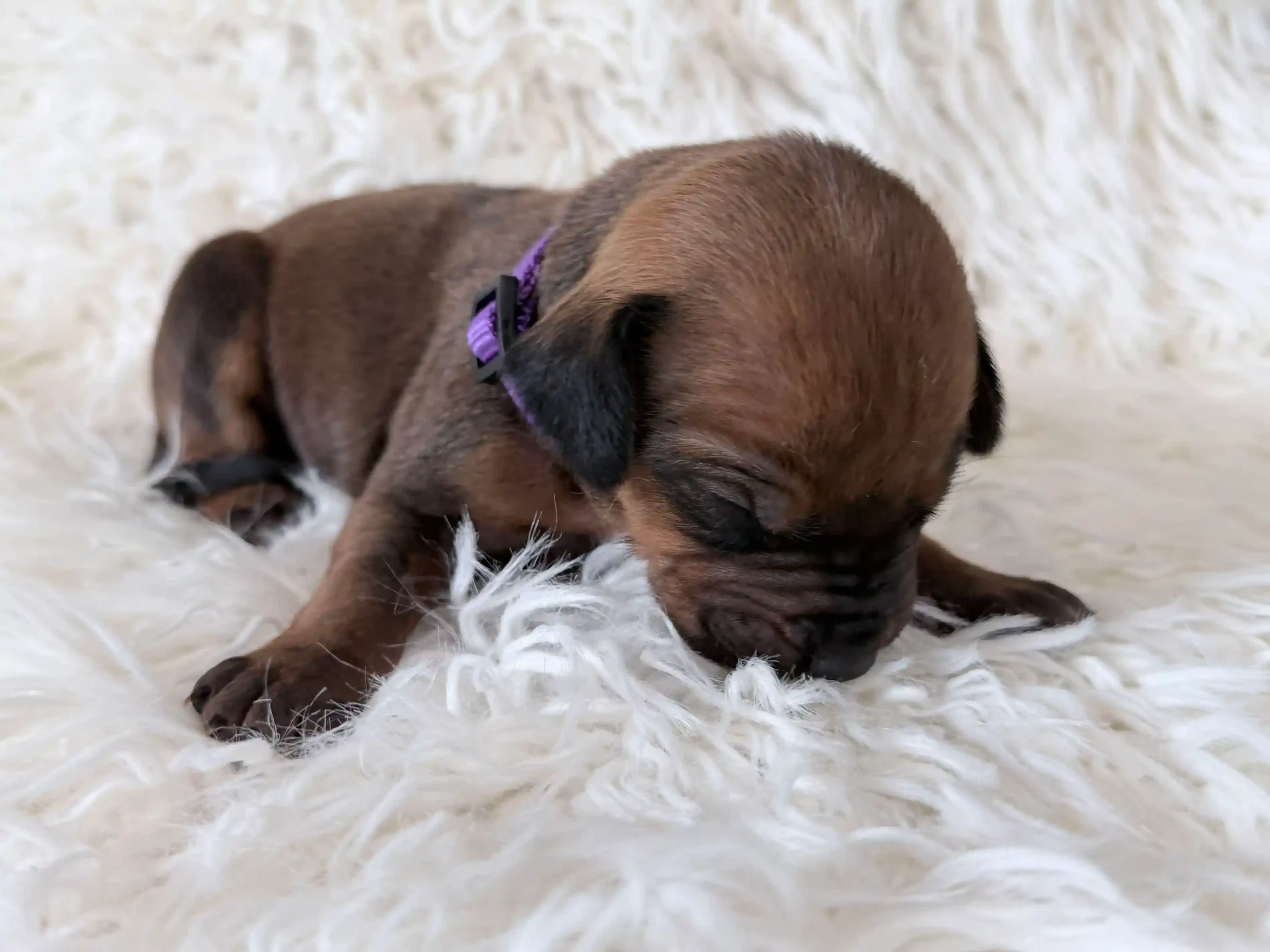 rhodesian-ridgeback-litter-for-sale-02 Rhodesian Ridgeback Litter For Sale 02 — Rhodesian Ridgeback Puppies for Sale Available Now 2027