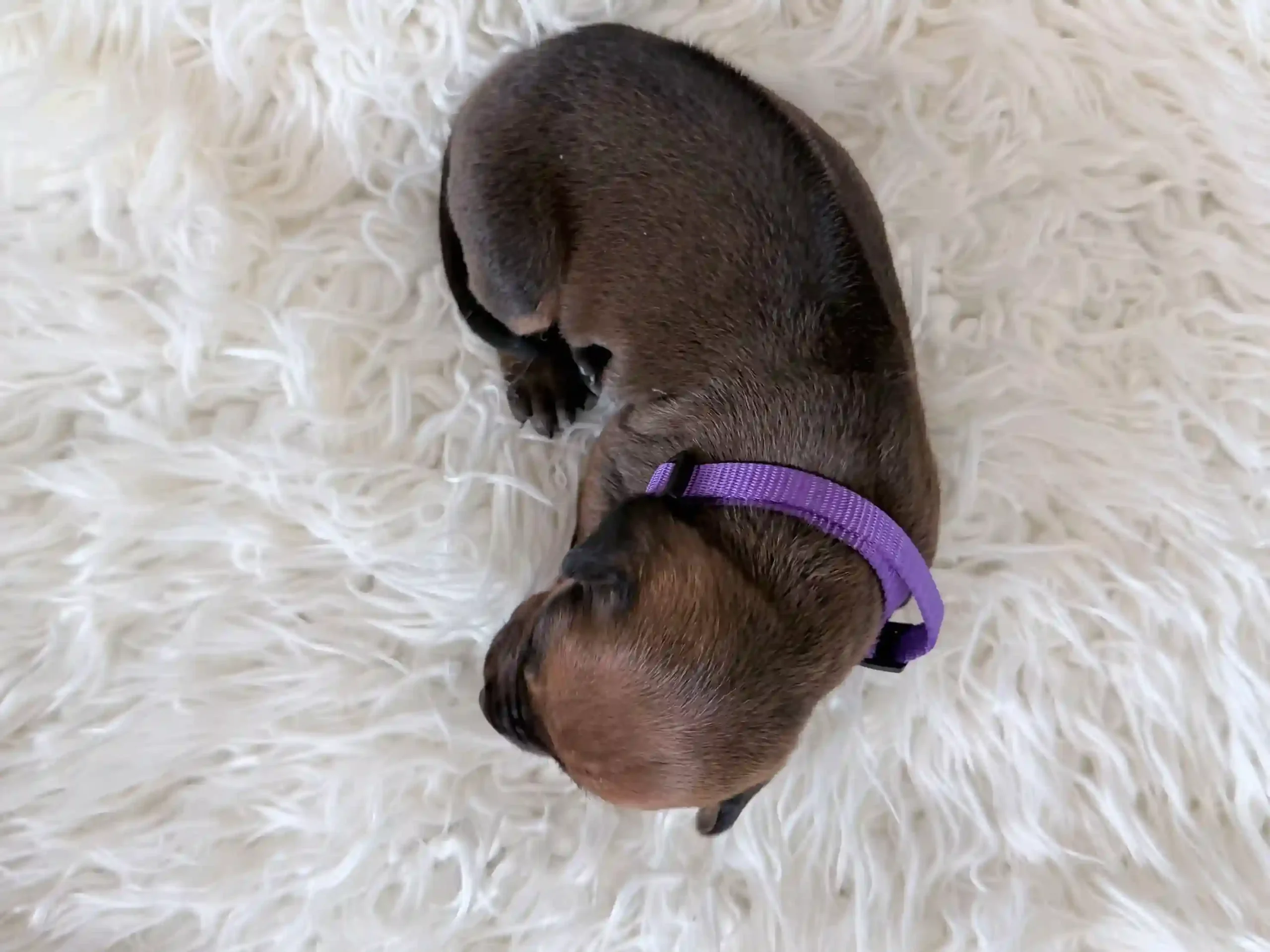 rhodesian-ridgeback-litter-for-sale-03 Rhodesian Ridgeback Litter For Sale 03 — Rhodesian Ridgeback Puppies for Sale Available Now 2027