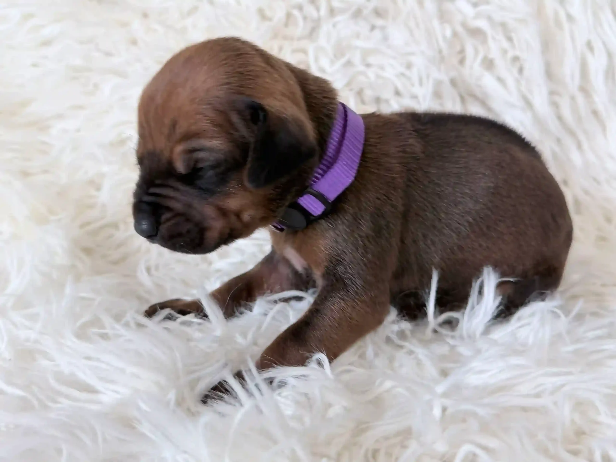 rhodesian-ridgeback-litter-for-sale-04 Rhodesian Ridgeback Litter For Sale 04 — Rhodesian Ridgeback Puppies for Sale Available Now 2027