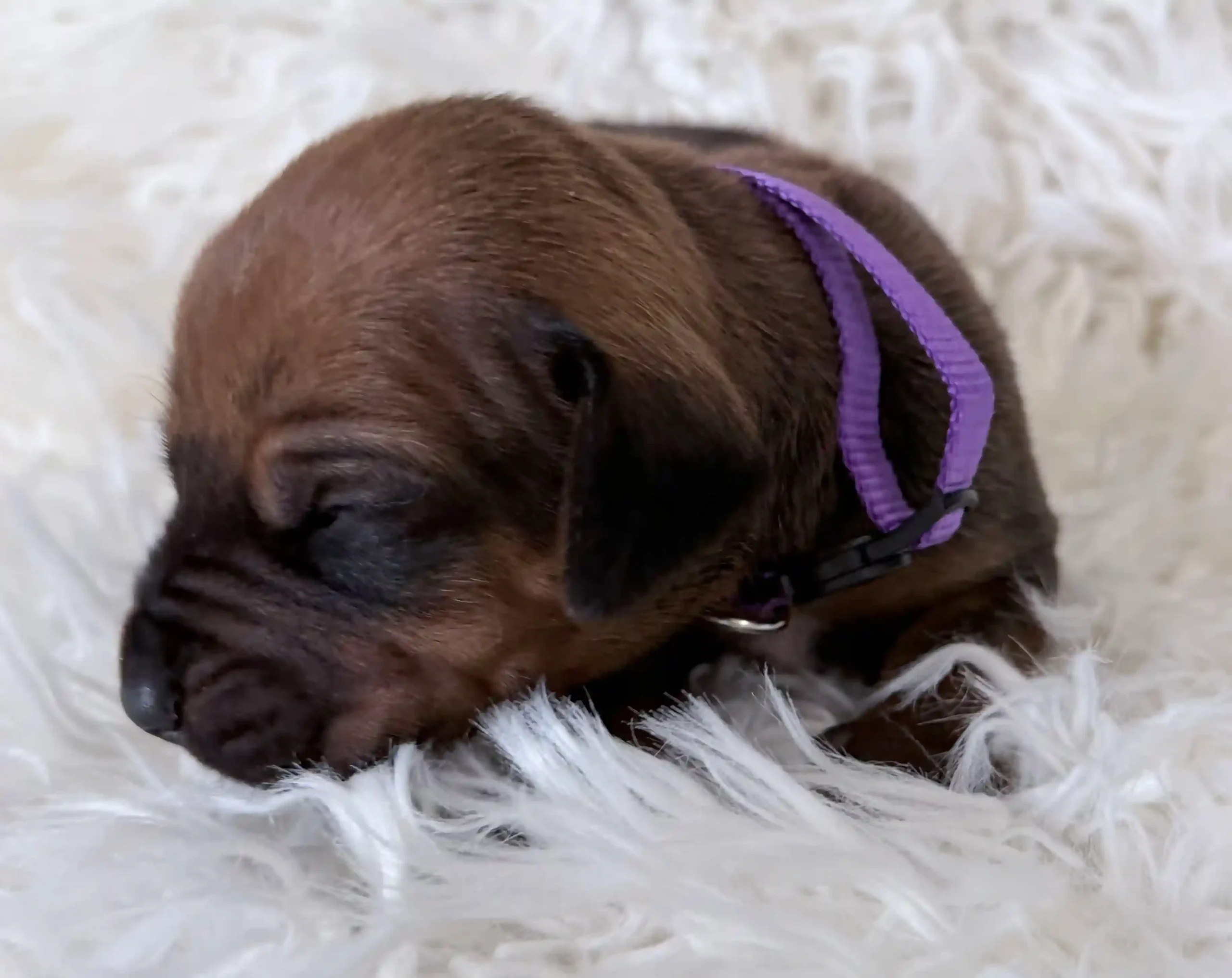 rhodesian-ridgeback-litter-for-sale-05 Rhodesian Ridgeback Litter For Sale 05 — Rhodesian Ridgeback Puppies for Sale Available Now 2027