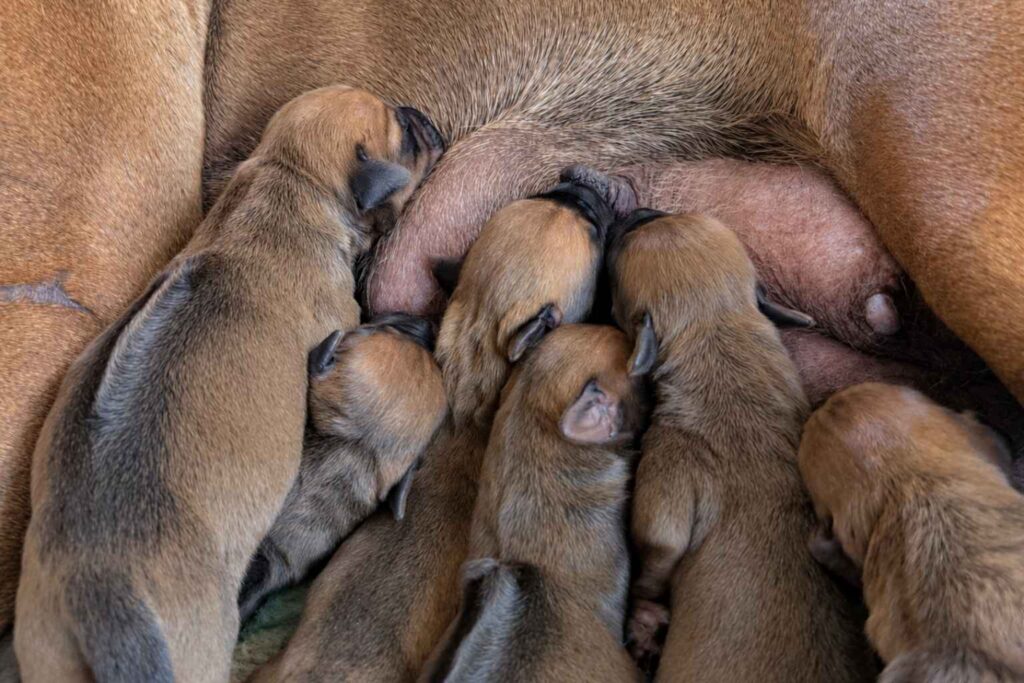 rhodesian-ridgeback-litter-texas-2027 Rhodesian Ridgeback Litter Texas 2027 — Rhodesian Ridgeback Puppies for Sale Available Now 2027