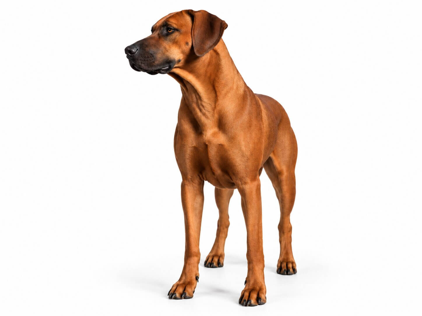 Rhodesian Ridgeback Mother Austin Texas