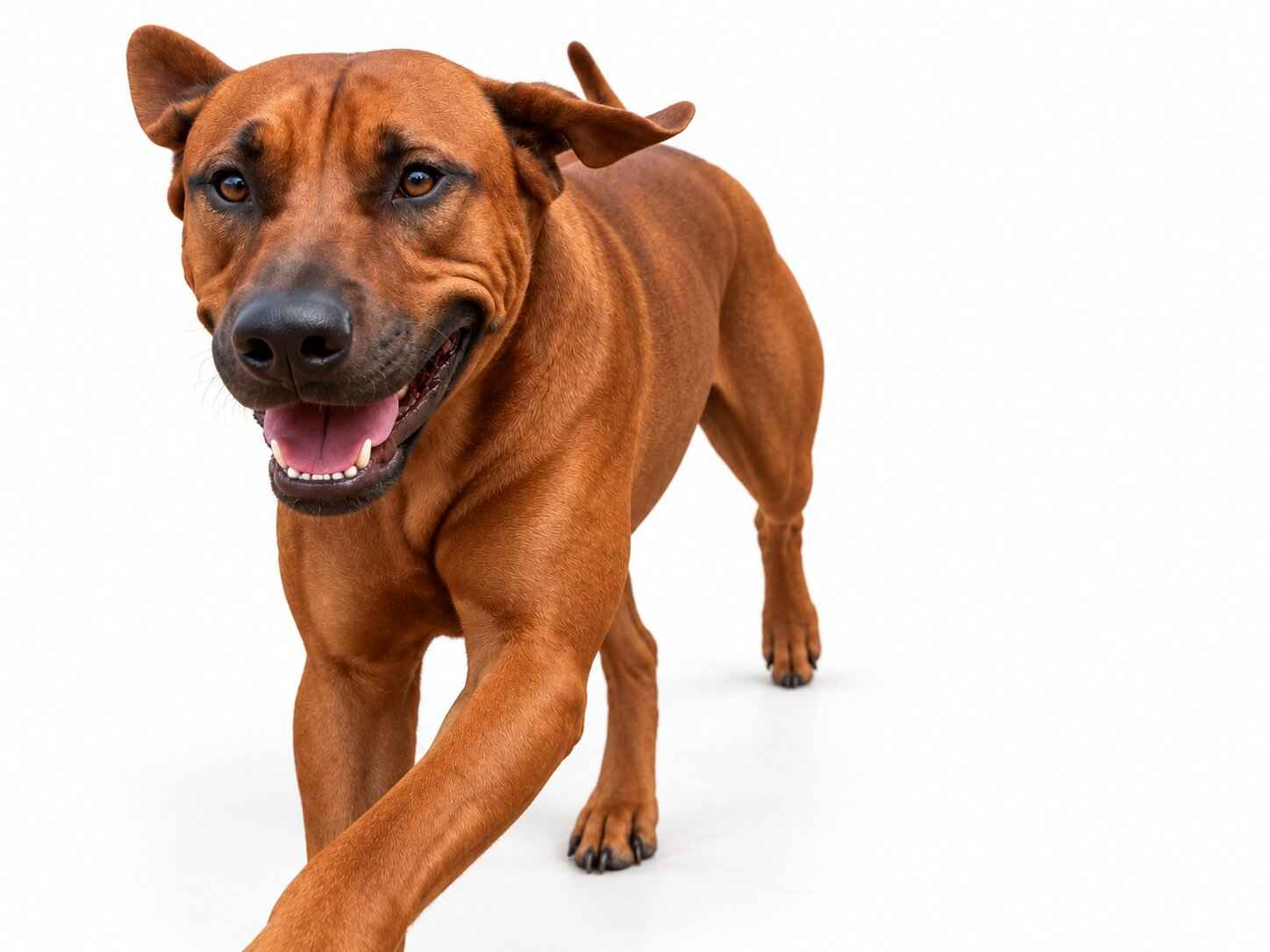 Rhodesian Ridgeback Parent Dog Austin Texas