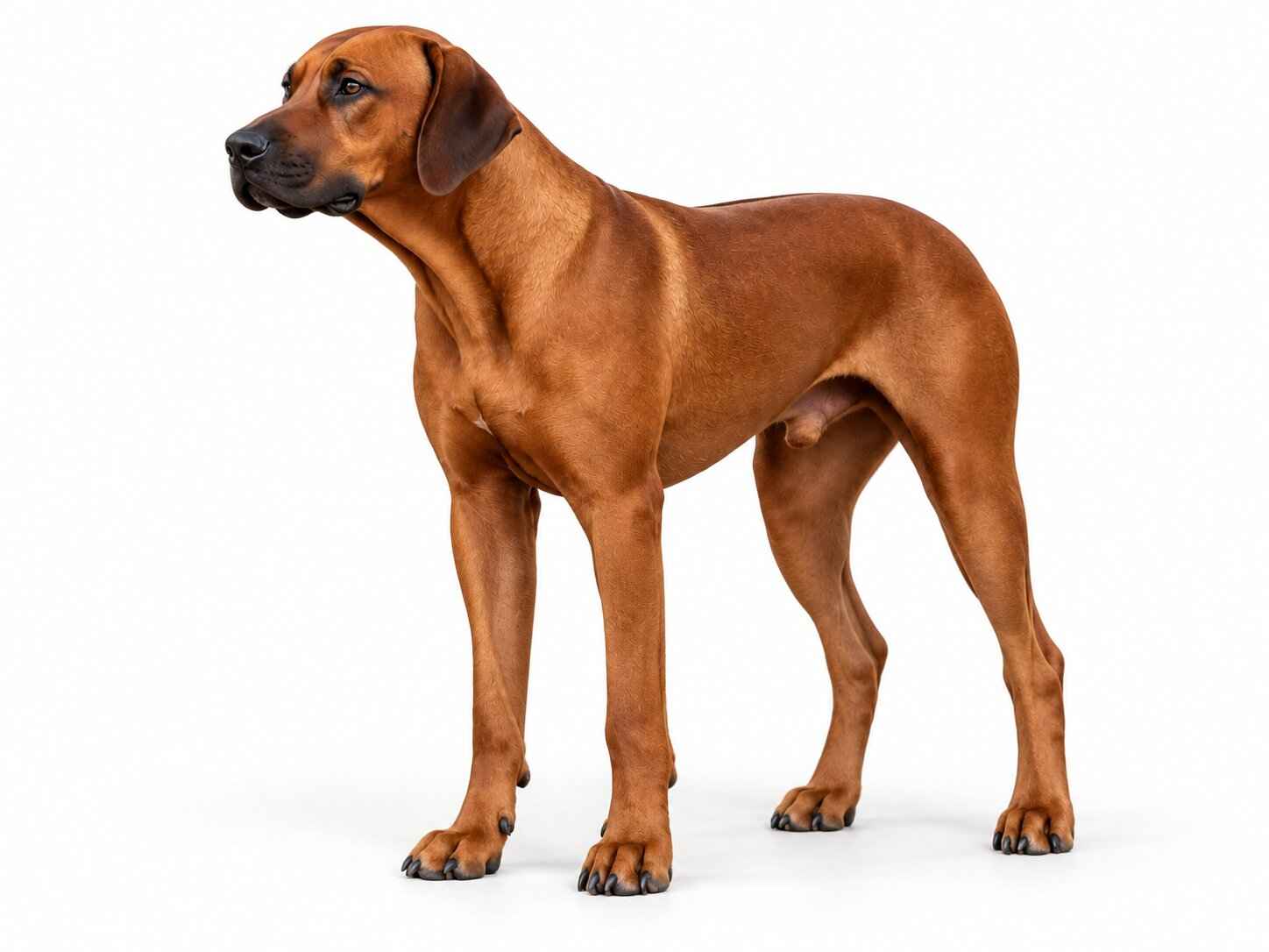 Rhodesian Ridgeback Pedigree Dog Texas