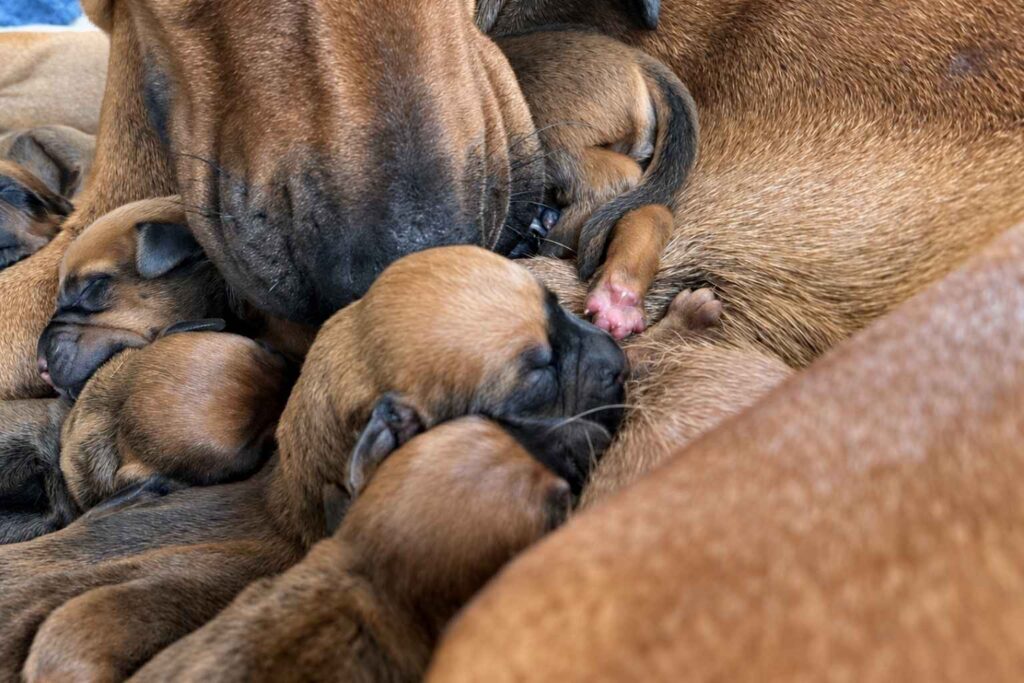 rhodesian-ridgeback-puppies-available-texas-2027 Rhodesian Ridgeback Puppies Available Texas 2027 — Rhodesian Ridgeback Puppies for Sale Available Now 2027