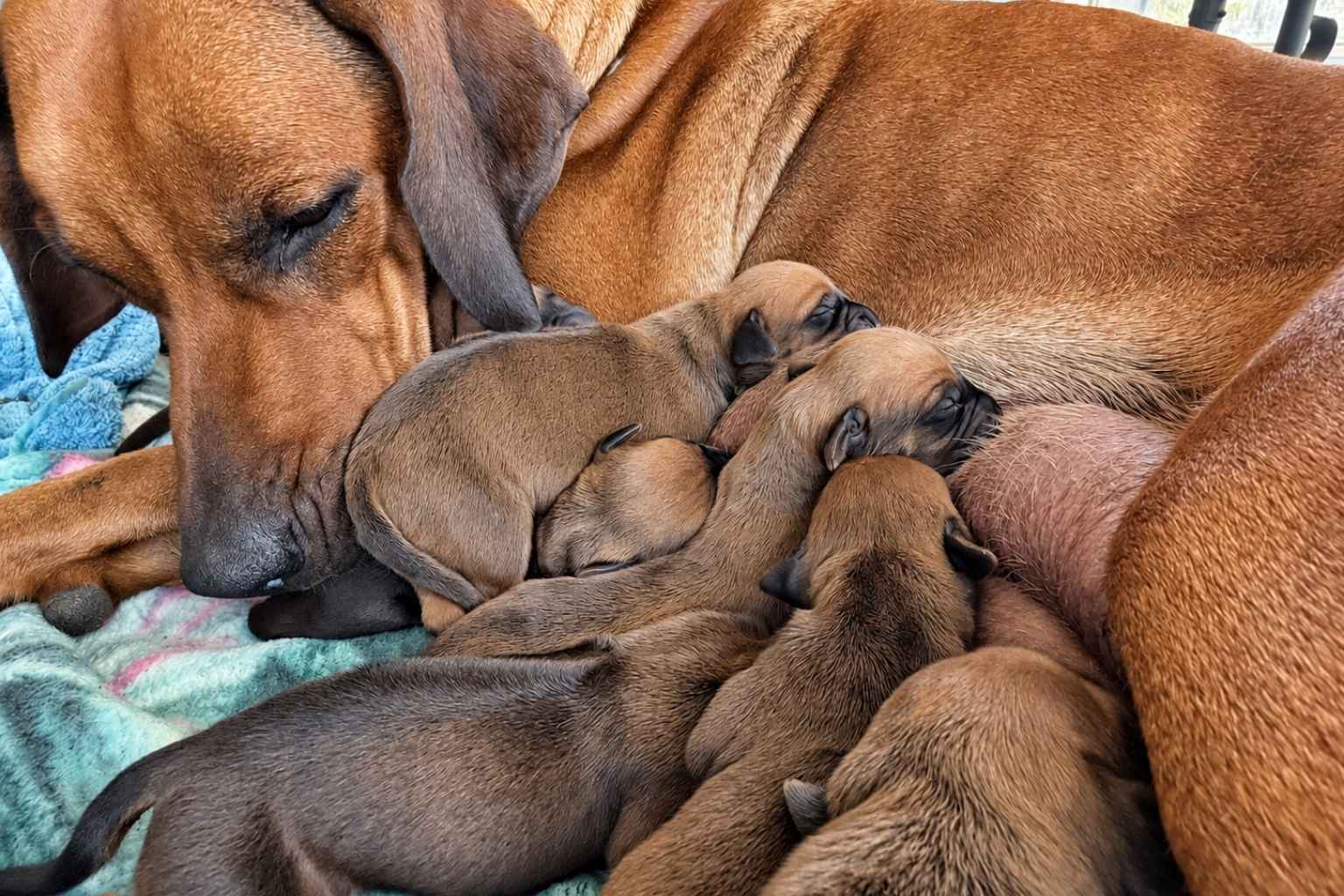 rhodesian-ridgeback-puppies-for-sale-texas-2027 Rhodesian Ridgeback Puppies For Sale Texas 2027 — Rhodesian Ridgeback Puppies for Sale Available Now 2027