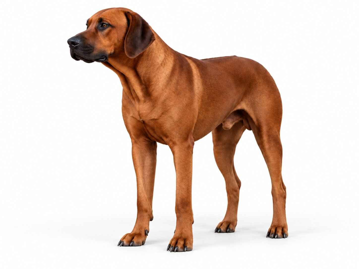 Rhodesian Ridgeback Sire Sampson