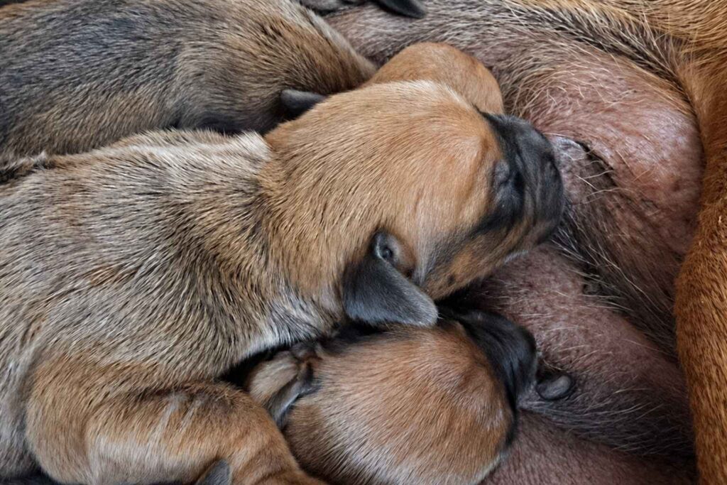 ridgeback-puppies-for-sale-texas-2027 Ridgeback Puppies For Sale Texas 2027 — Rhodesian Ridgeback Puppies for Sale Available Now 2027