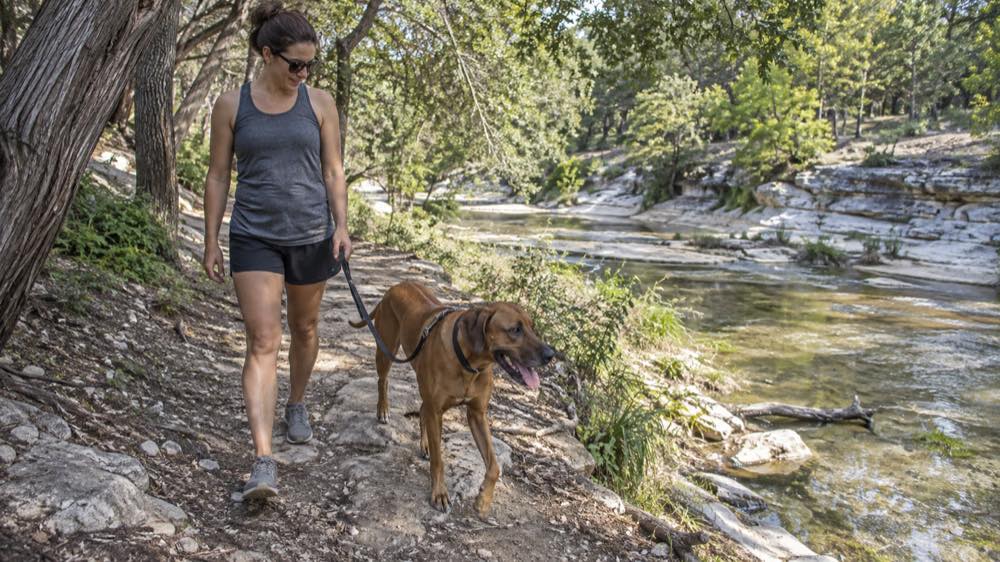 Rhodesian Ridgeback in Round Rock, Texas