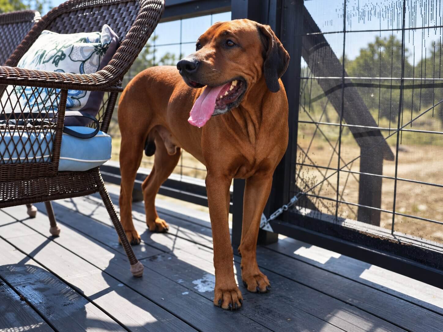 sabotage-rhodesian-ridgeback-austin-texas Sabotage Rhodesian Ridgeback Austin Texas