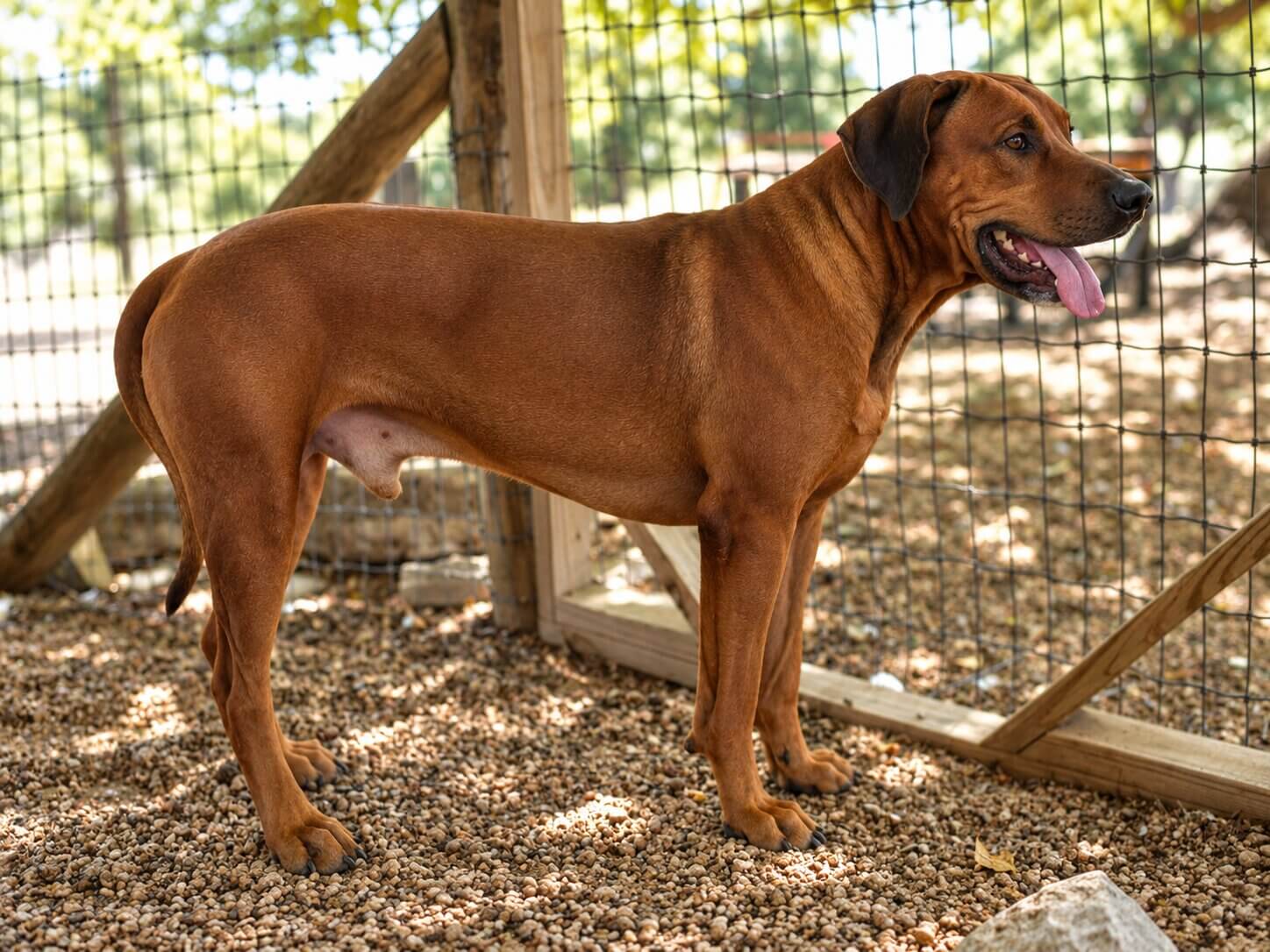 sabotage-rhodesian-ridgeback-texas Sabotage Rhodesian Ridgeback Texas