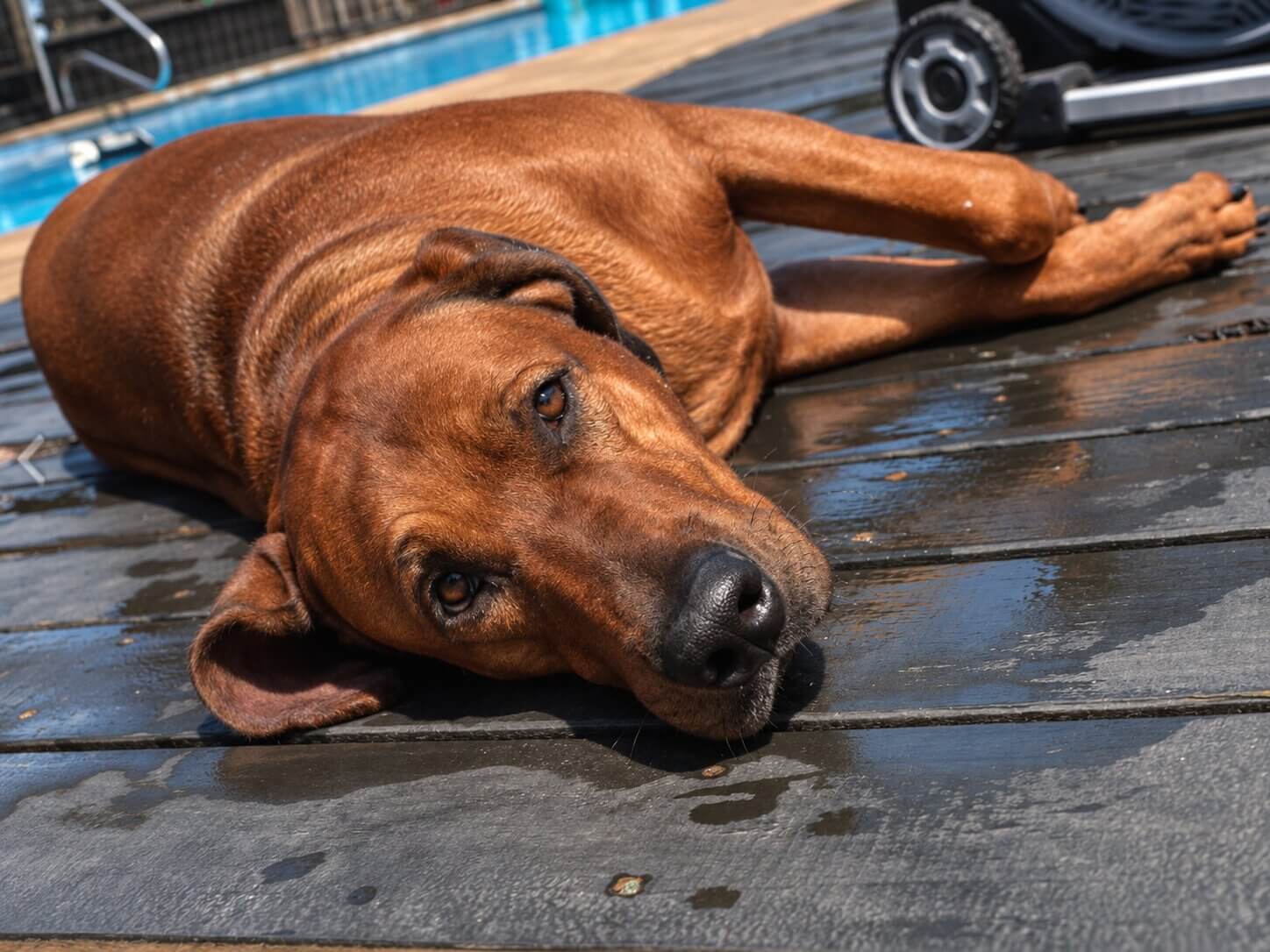 sabotage-rhodesian-ridgeback Sabotage Rhodesian Ridgeback