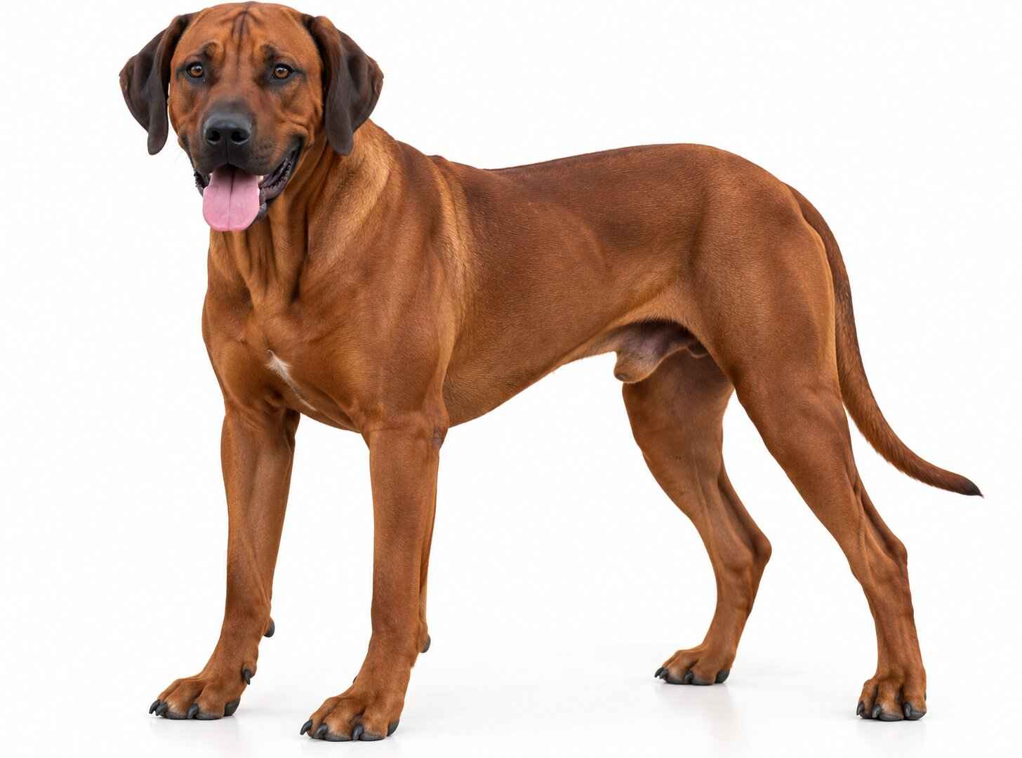 Sampson Rhodesian Ridgeback Austin Texas