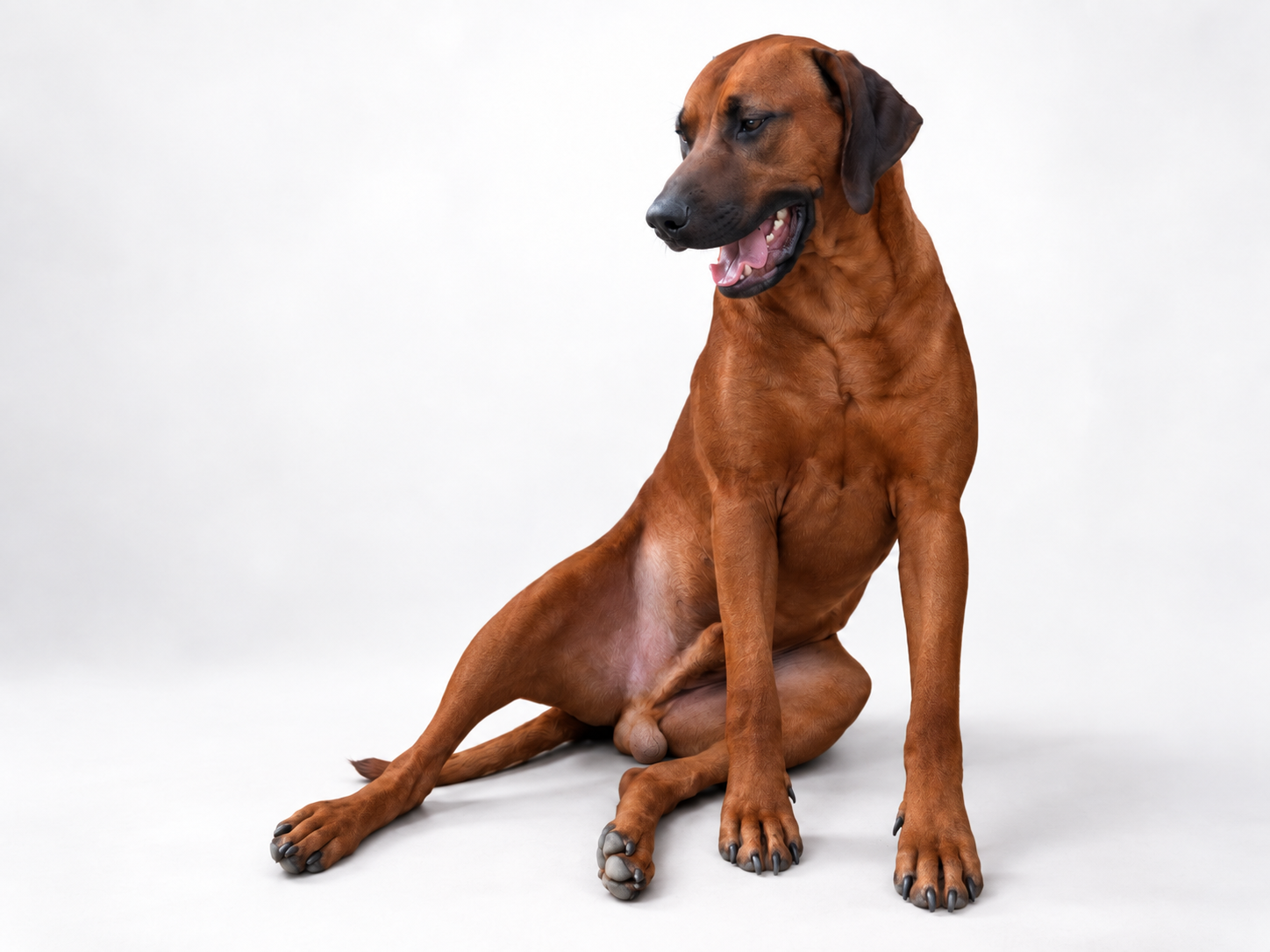 Sampson male Rhodesian Ridgeback stud sitting portrait