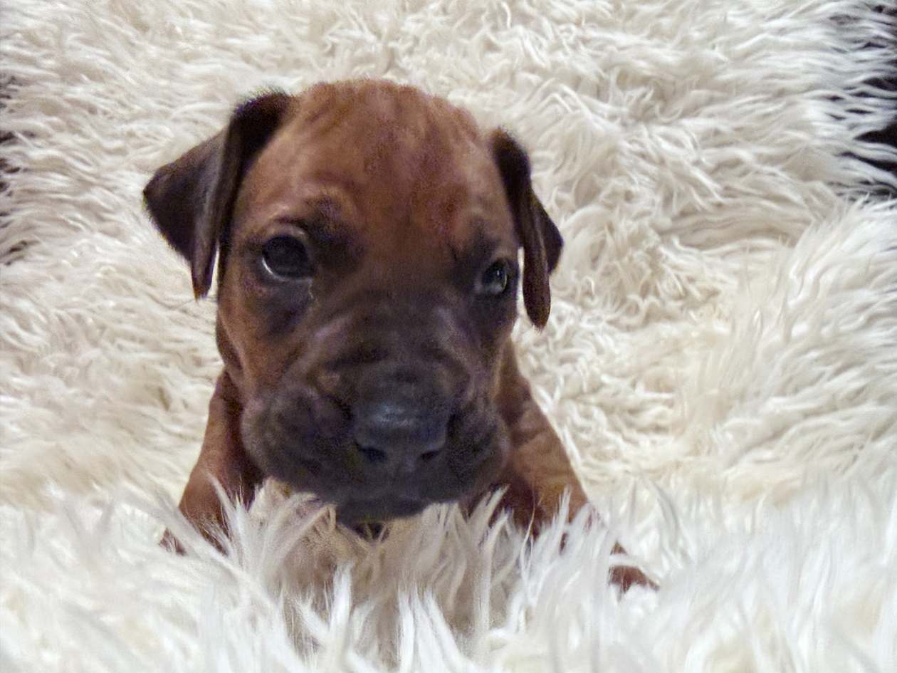 Male Rhodesian Ridgeback Puppy For Sale 02 — Rhodesian Ridgeback Puppies for Sale Available Now 2027