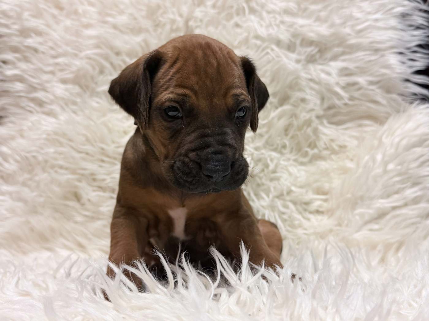 Male Rhodesian Ridgeback Puppy For Sale 03 — Rhodesian Ridgeback Puppies for Sale Available Now 2027