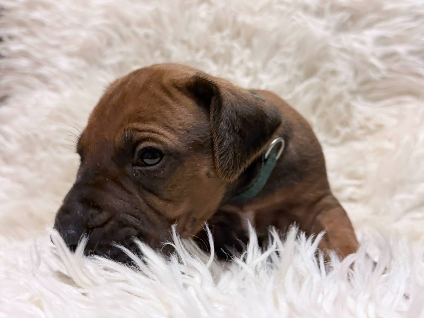 Male Rhodesian Ridgeback Puppy For Sale 04 — Rhodesian Ridgeback Puppies for Sale Available Now 2027