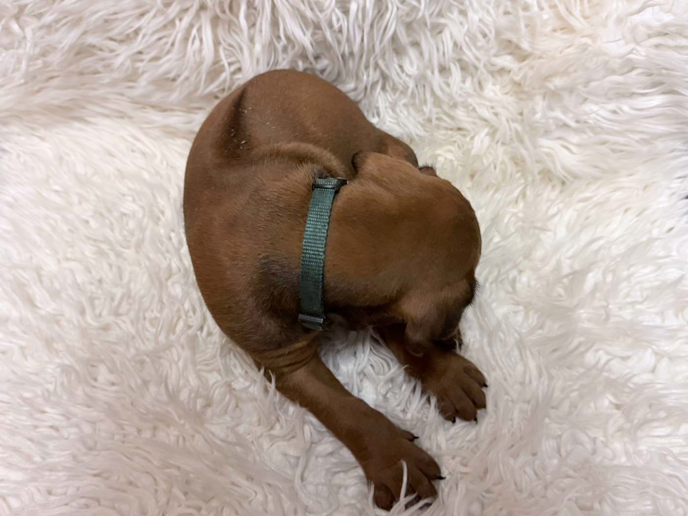 Male Rhodesian Ridgeback Puppy For Sale 05 — Rhodesian Ridgeback Puppies for Sale Available Now 2027