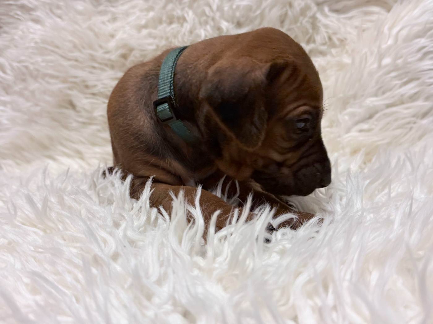 Male Rhodesian Ridgeback Puppy For Sale 06 — Rhodesian Ridgeback Puppies for Sale Available Now 2027