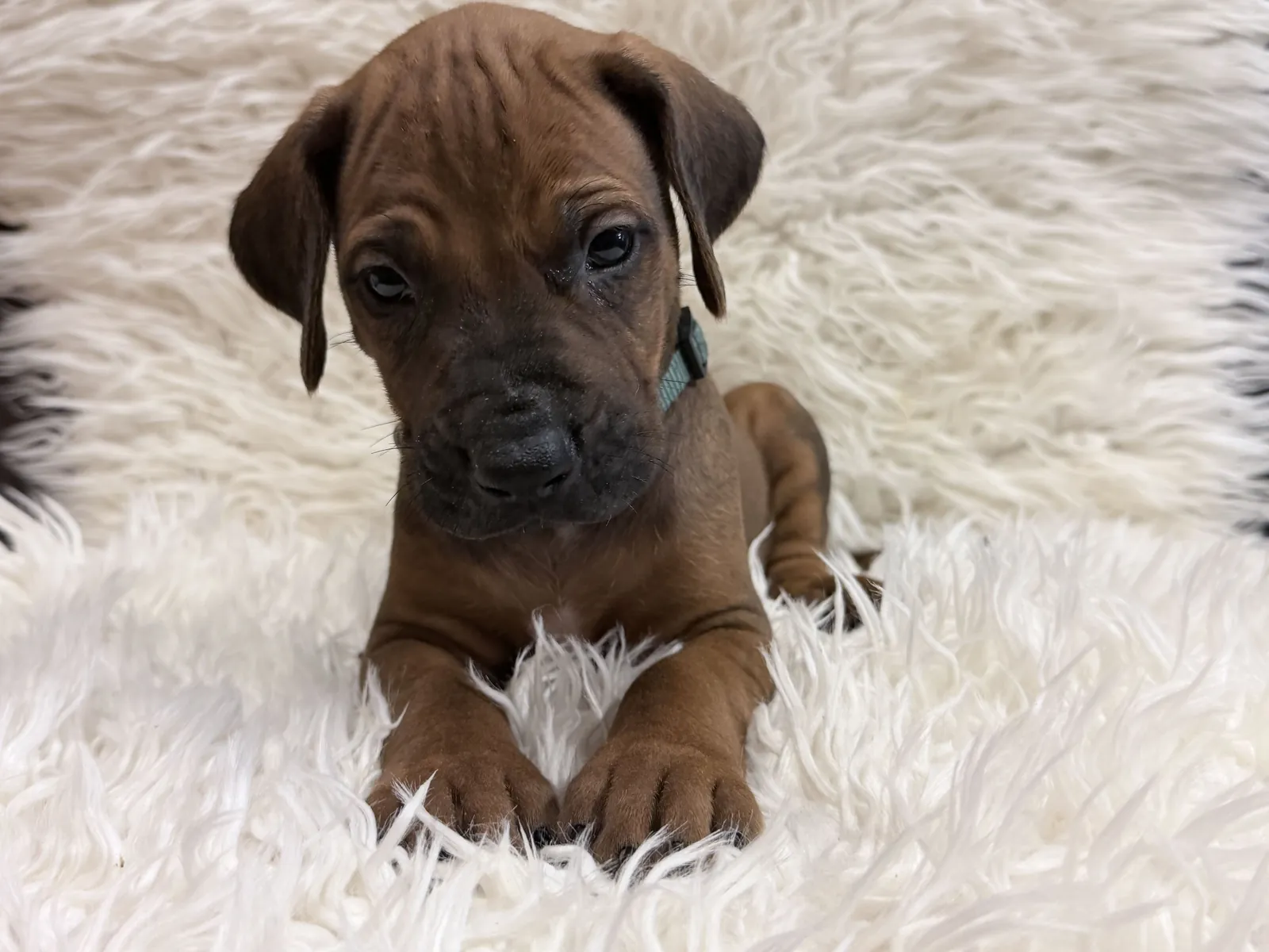 male-rhodesian-ridgeback-puppy-for-sale-07 Male Rhodesian Ridgeback Puppy For Sale 07 — Rhodesian Ridgeback Puppies for Sale Available Now 2027