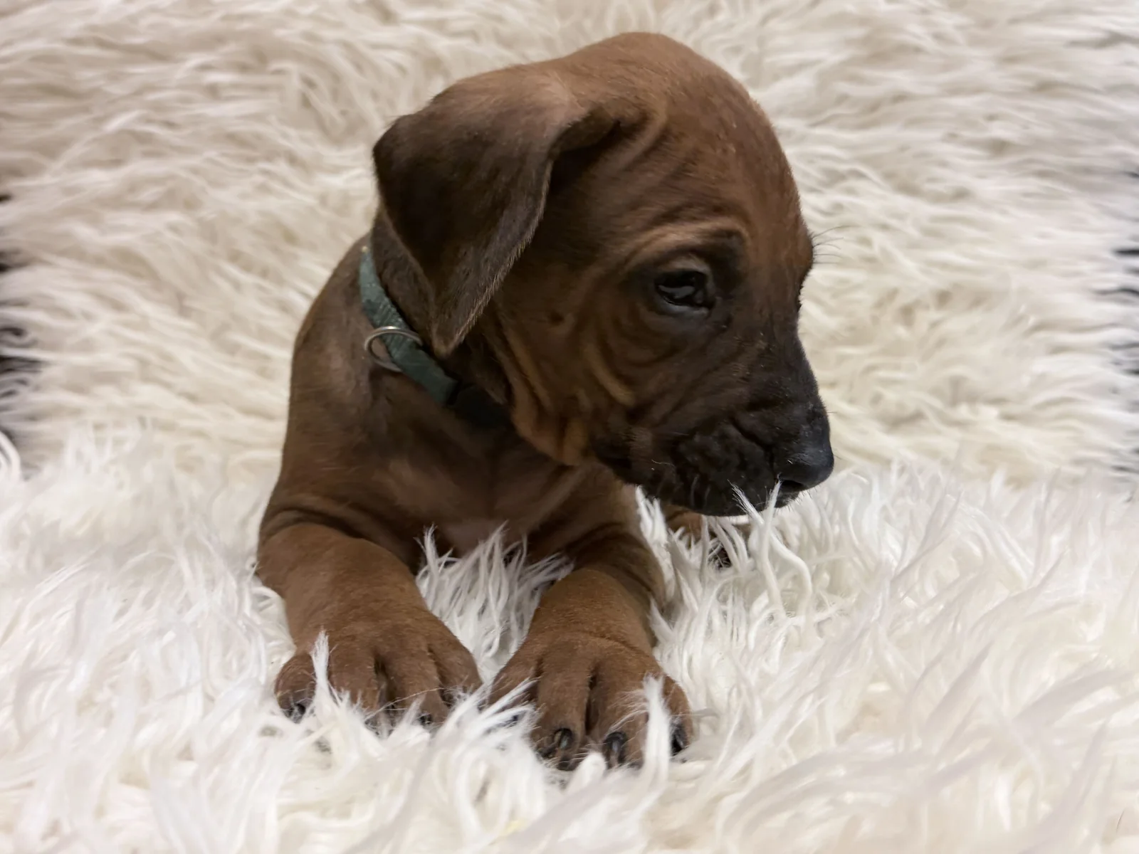 male-rhodesian-ridgeback-puppy-for-sale-08 Male Rhodesian Ridgeback Puppy For Sale 08 — Rhodesian Ridgeback Puppies for Sale Available Now 2027