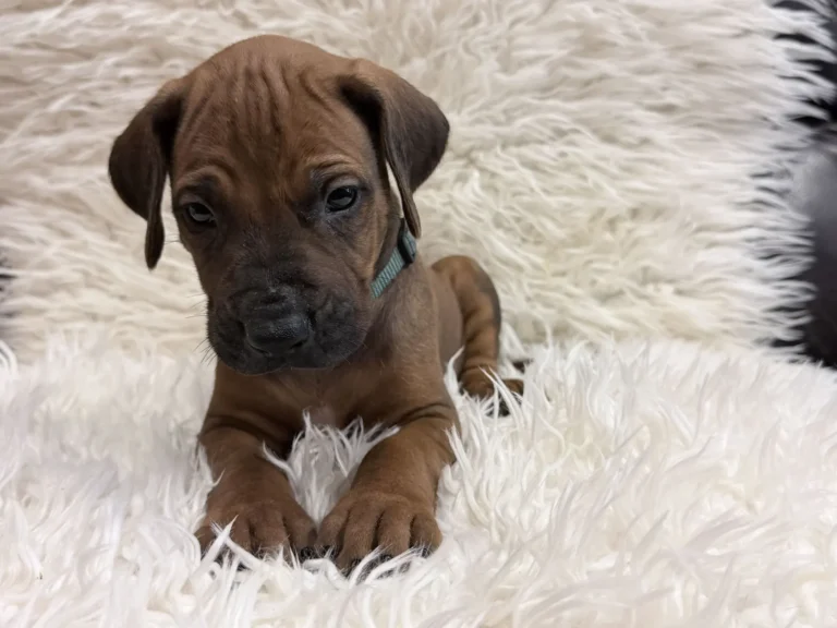 Male Rhodesian Ridgeback Puppy For Sale 09 — Rhodesian Ridgeback Puppies for Sale Available Now 2027
