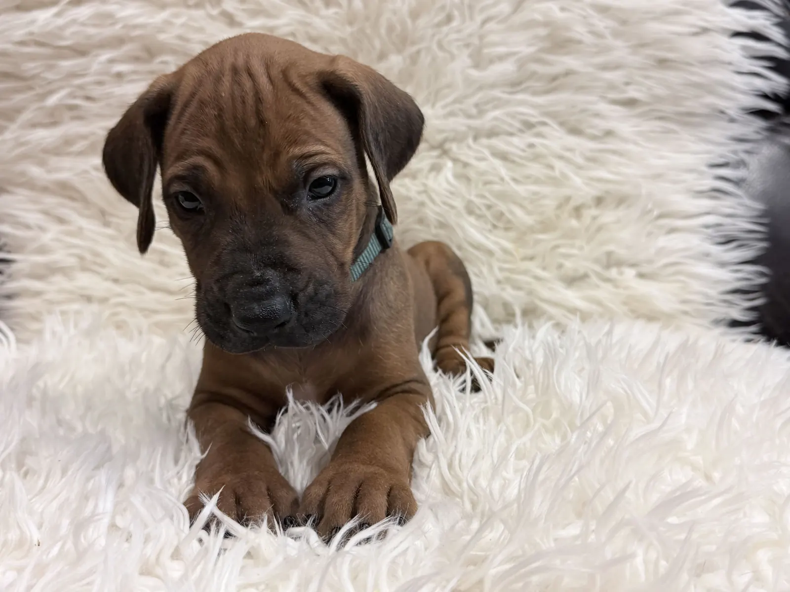male-rhodesian-ridgeback-puppy-for-sale-09 Male Rhodesian Ridgeback Puppy For Sale 09 — Rhodesian Ridgeback Puppies for Sale Available Now 2027