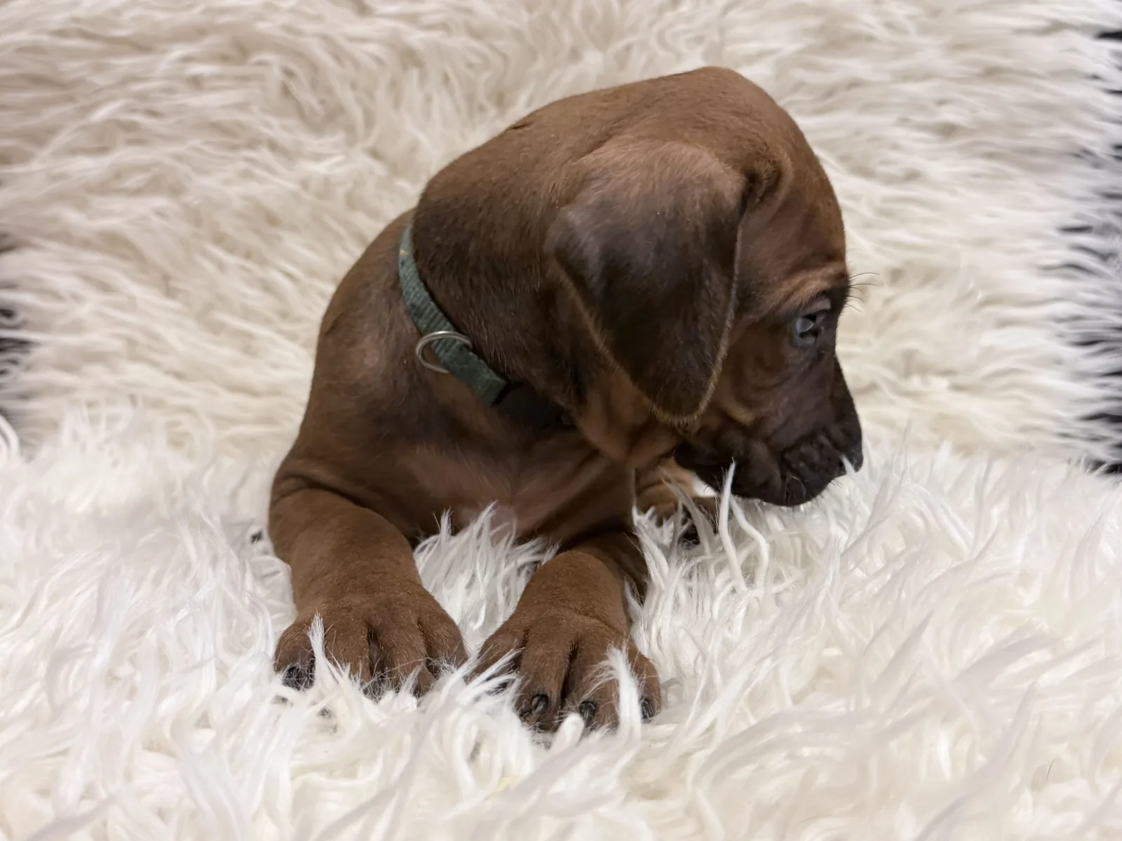 male-rhodesian-ridgeback-puppy-for-sale-10 Male Rhodesian Ridgeback Puppy For Sale 10 — Rhodesian Ridgeback Puppies for Sale Available Now 2027