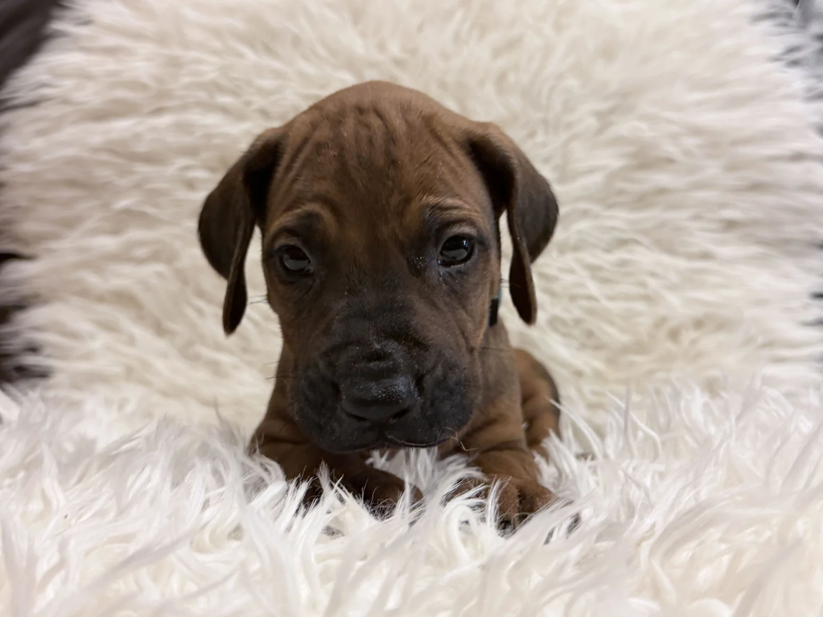 male-rhodesian-ridgeback-puppy-for-sale-11 Male Rhodesian Ridgeback Puppy For Sale 11 — Rhodesian Ridgeback Puppies for Sale Available Now 2027