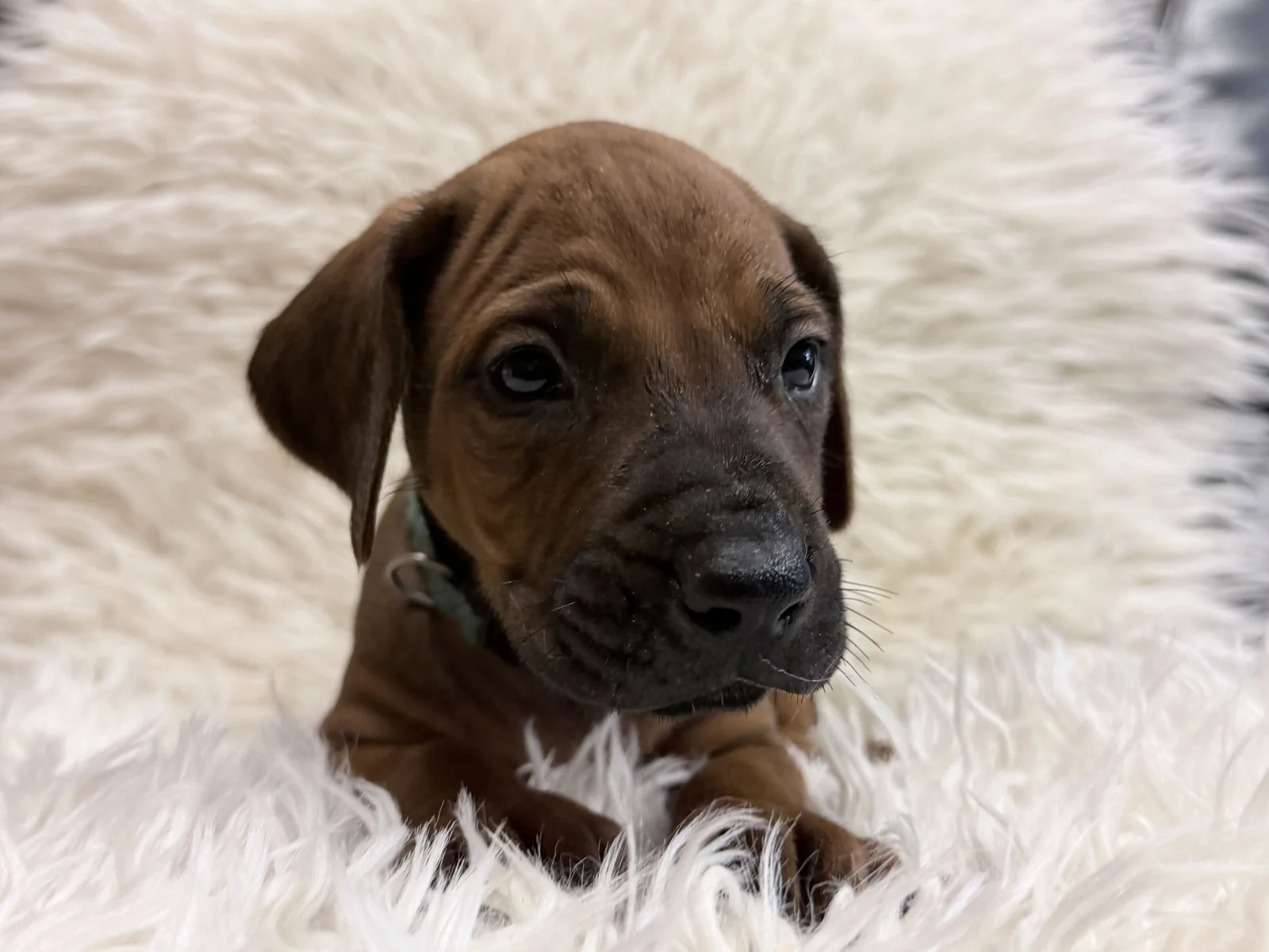 male-rhodesian-ridgeback-puppy-for-sale-12 Male Rhodesian Ridgeback Puppy For Sale 12 — Rhodesian Ridgeback Puppies for Sale Available Now 2027