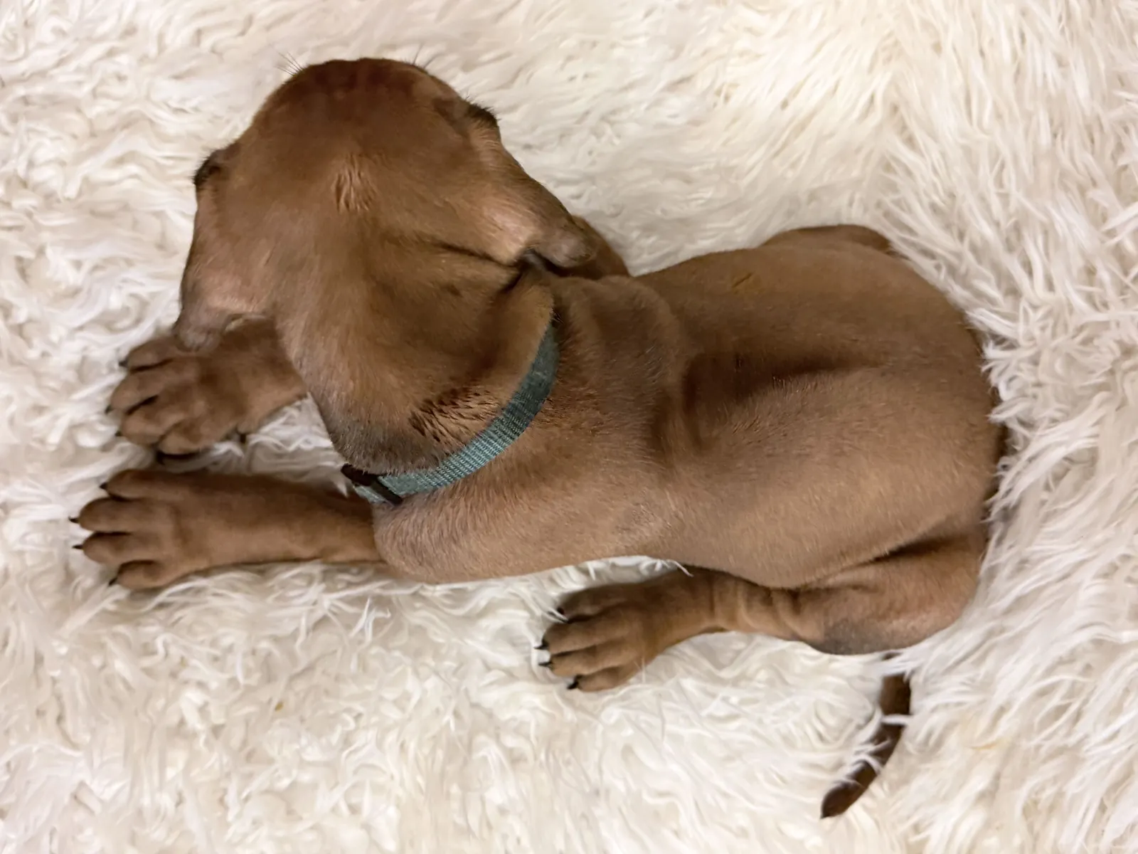 male-rhodesian-ridgeback-puppy-for-sale-13 Male Rhodesian Ridgeback Puppy For Sale 13 — Rhodesian Ridgeback Puppies for Sale Available Now 2027