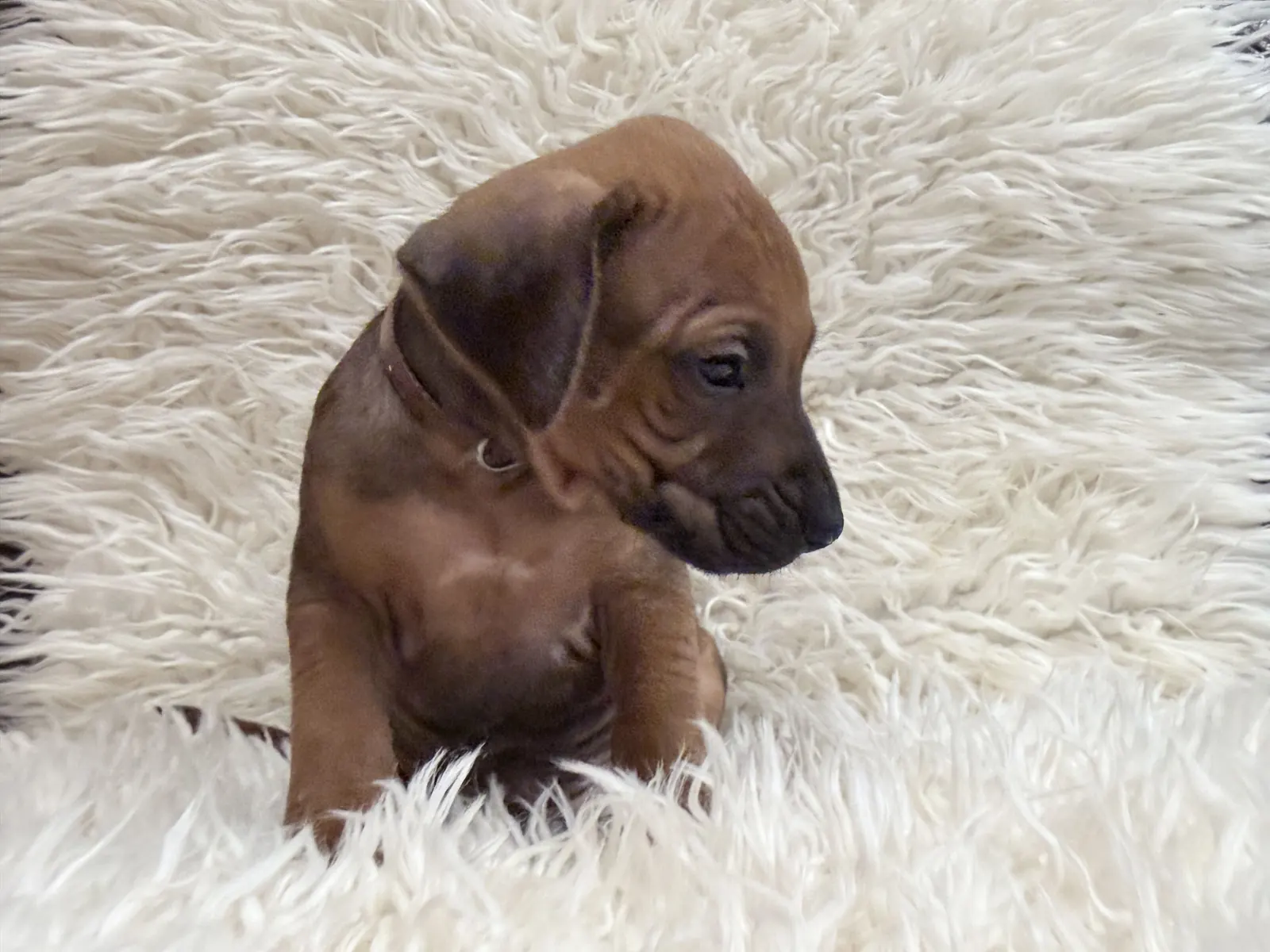Brown Rhodesian Ridgeback puppy — photo 10