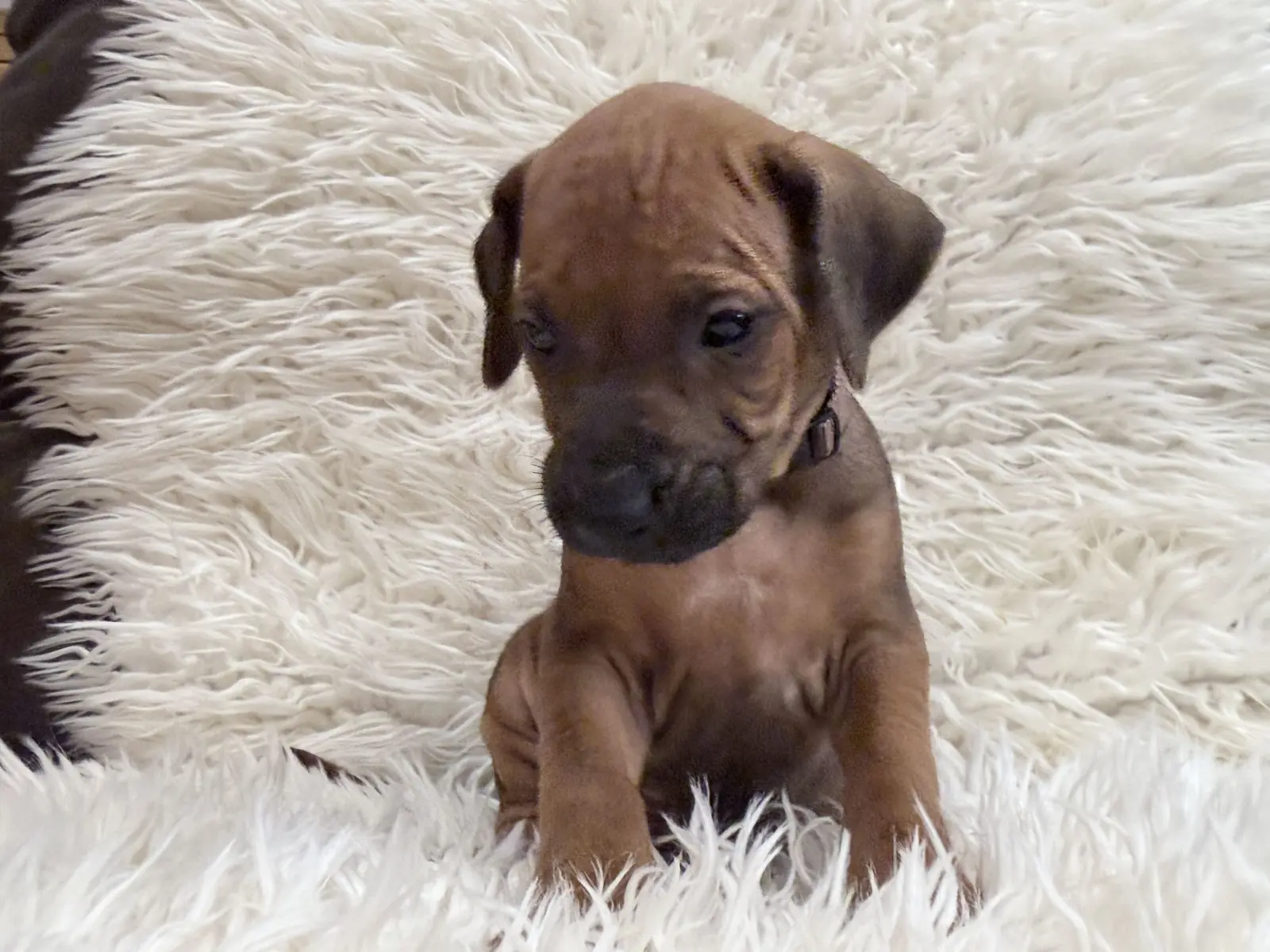 Brown Rhodesian Ridgeback puppy — photo 11