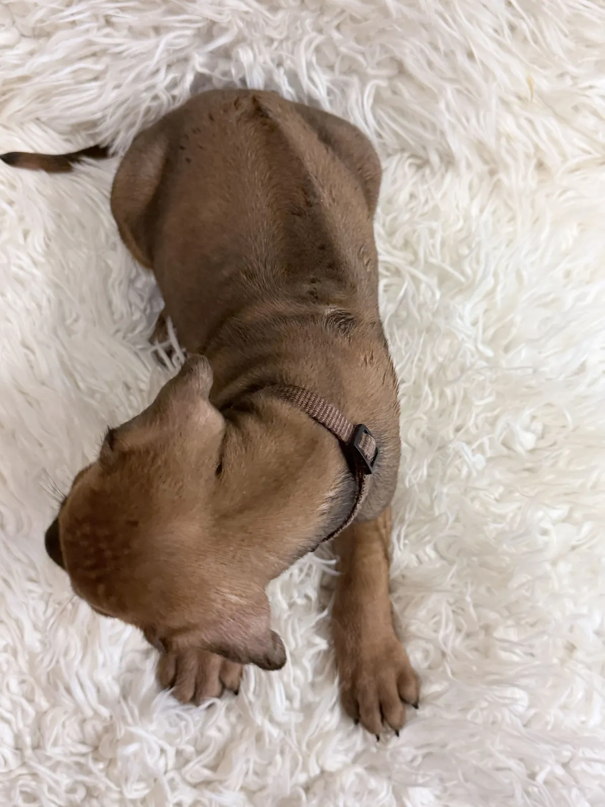 Brown Rhodesian Ridgeback puppy — photo 12
