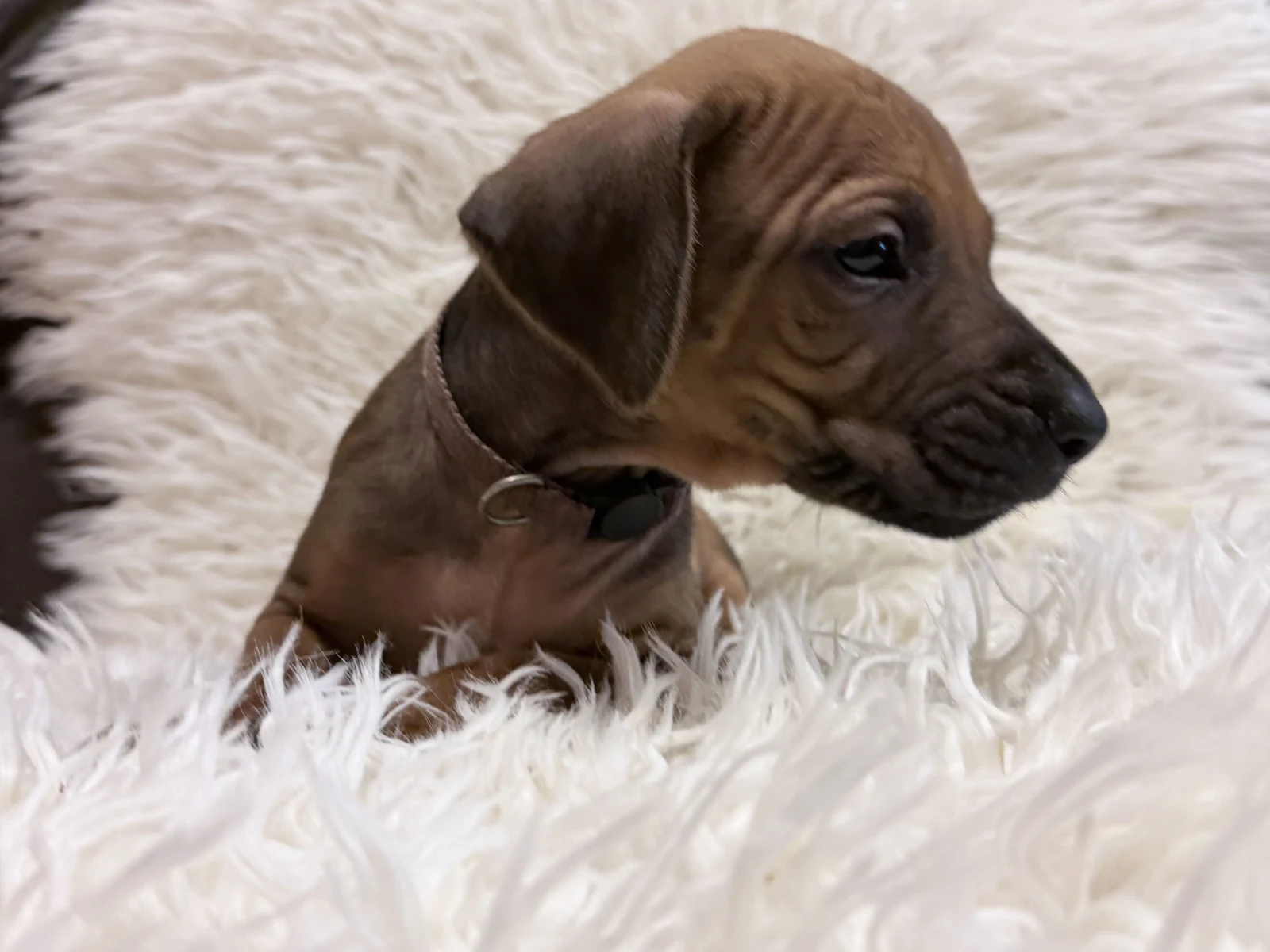 Brown Rhodesian Ridgeback puppy — photo 13