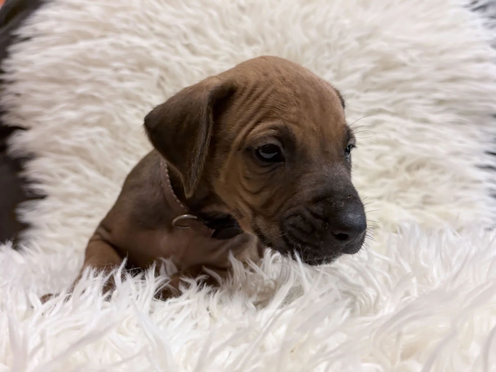 Brown Rhodesian Ridgeback puppy — photo 14
