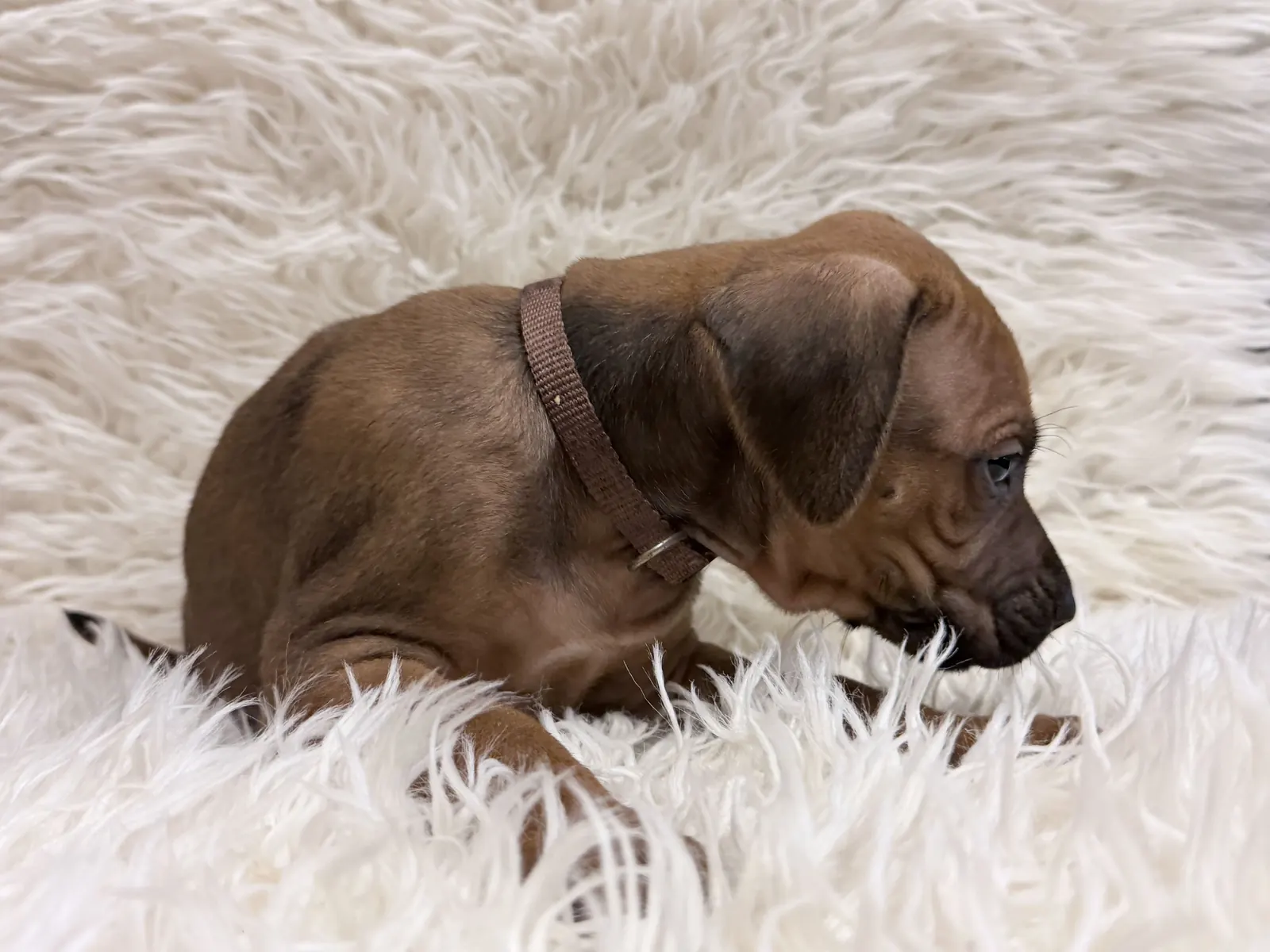 Brown Rhodesian Ridgeback puppy — photo 15