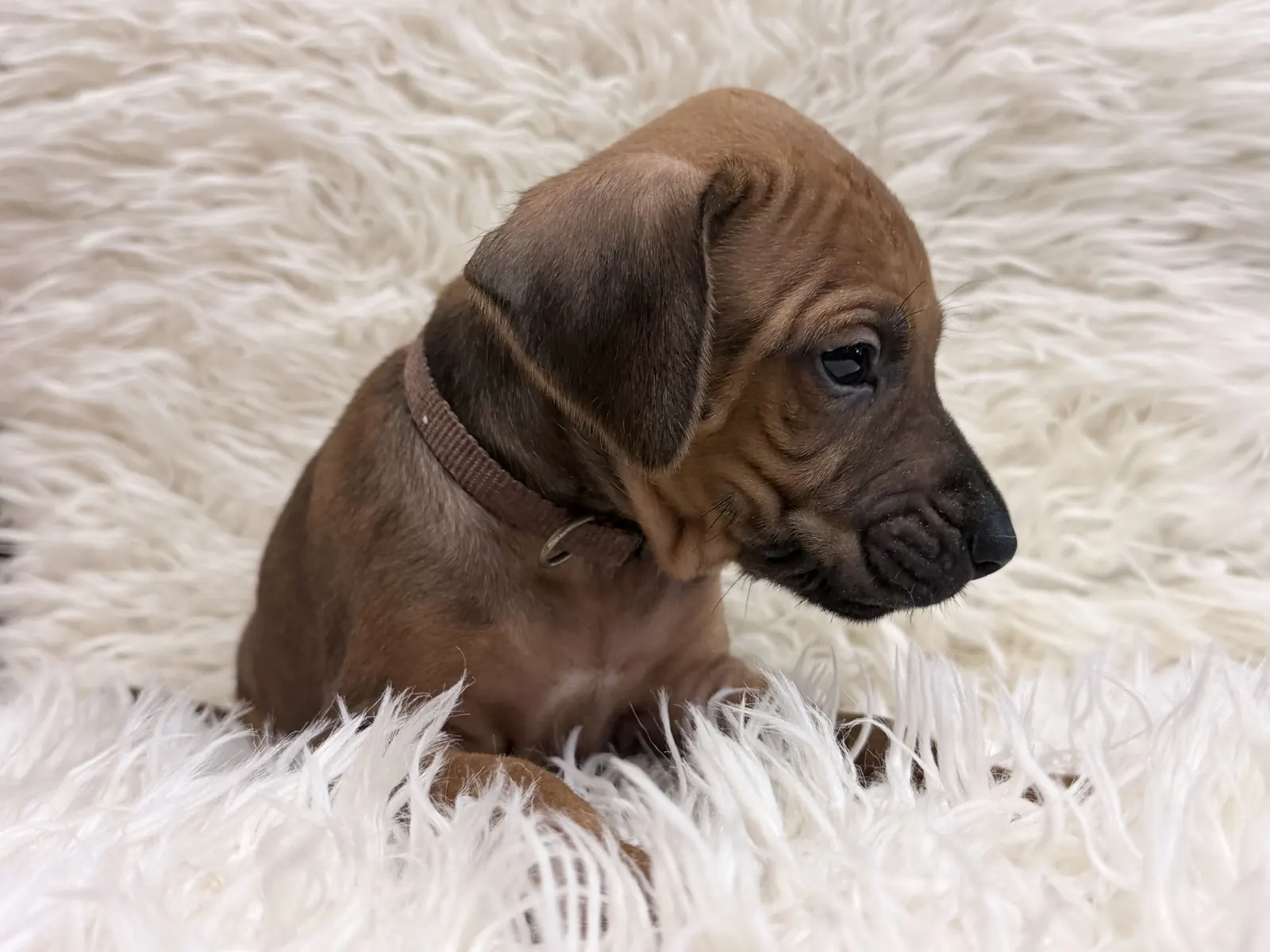 Brown Rhodesian Ridgeback puppy — photo 16