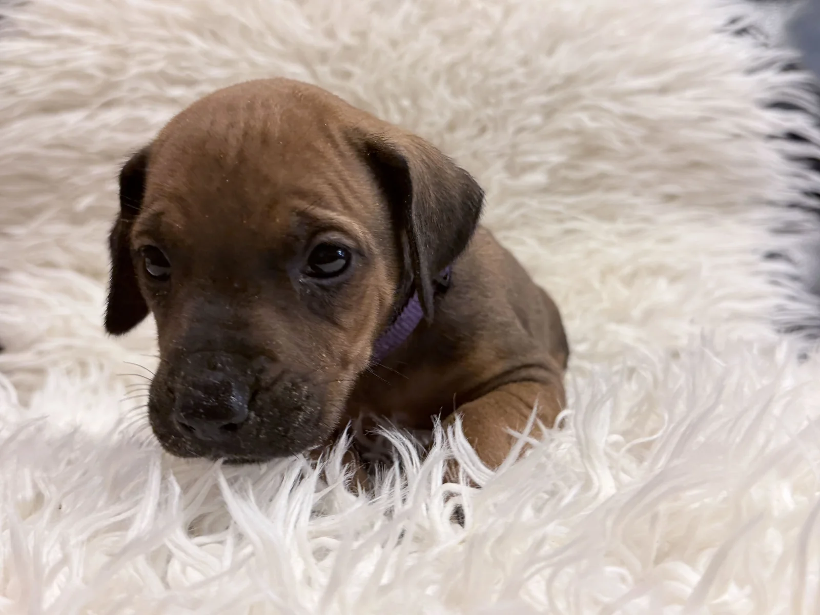 rhodesian-ridgeback-litter-for-sale-06 Rhodesian Ridgeback Litter For Sale 06 — Rhodesian Ridgeback Puppies for Sale Available Now 2027