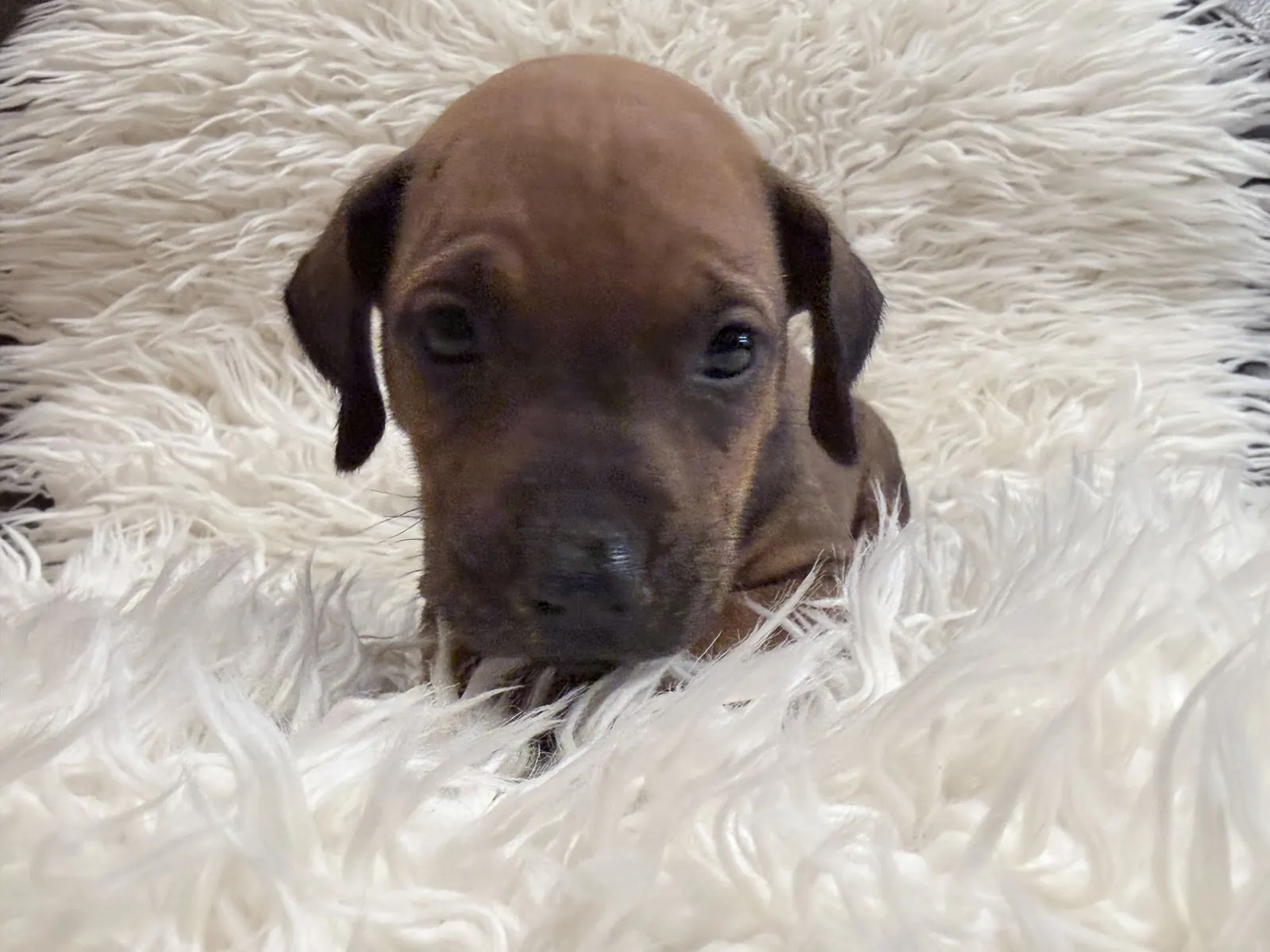 rhodesian-ridgeback-litter-for-sale-07 Rhodesian Ridgeback Litter For Sale 07 — Rhodesian Ridgeback Puppies for Sale Available Now 2027