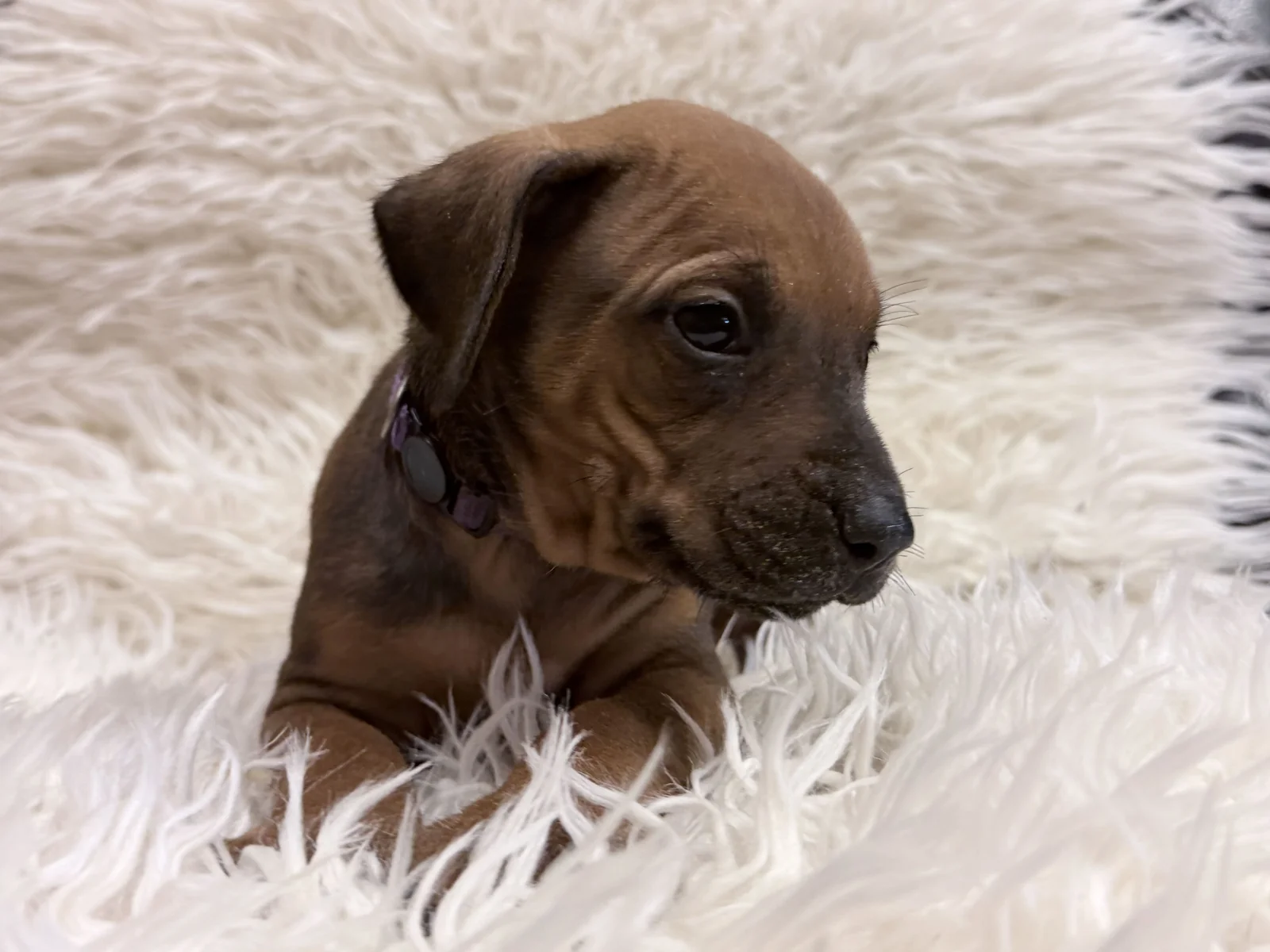 rhodesian-ridgeback-litter-for-sale-08 Rhodesian Ridgeback Litter For Sale 08 — Rhodesian Ridgeback Puppies for Sale Available Now 2027