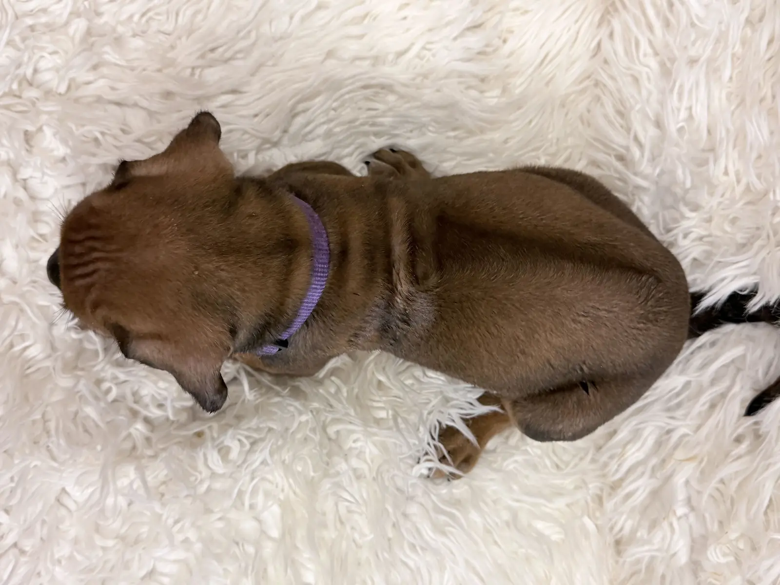 rhodesian-ridgeback-litter-for-sale-09 Rhodesian Ridgeback Litter For Sale 09 — Rhodesian Ridgeback Puppies for Sale Available Now 2027