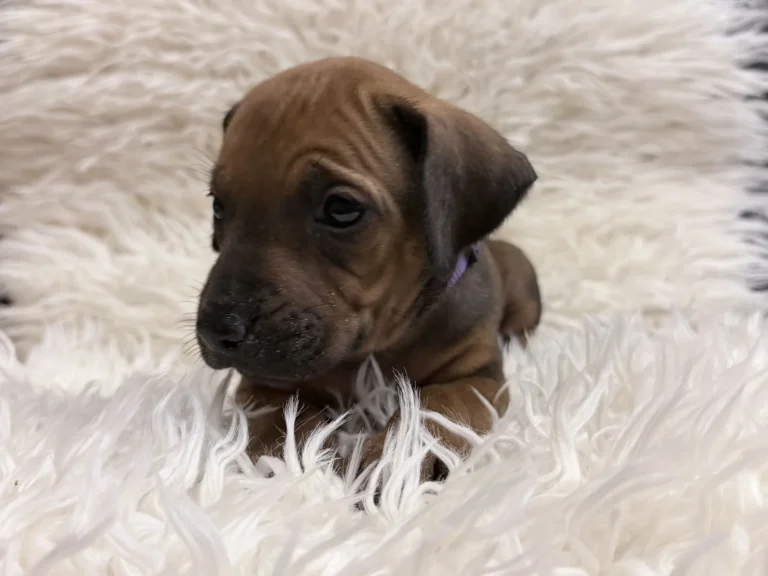 Rhodesian Ridgeback Litter For Sale 10 — Rhodesian Ridgeback Puppies for Sale Available Now 2027