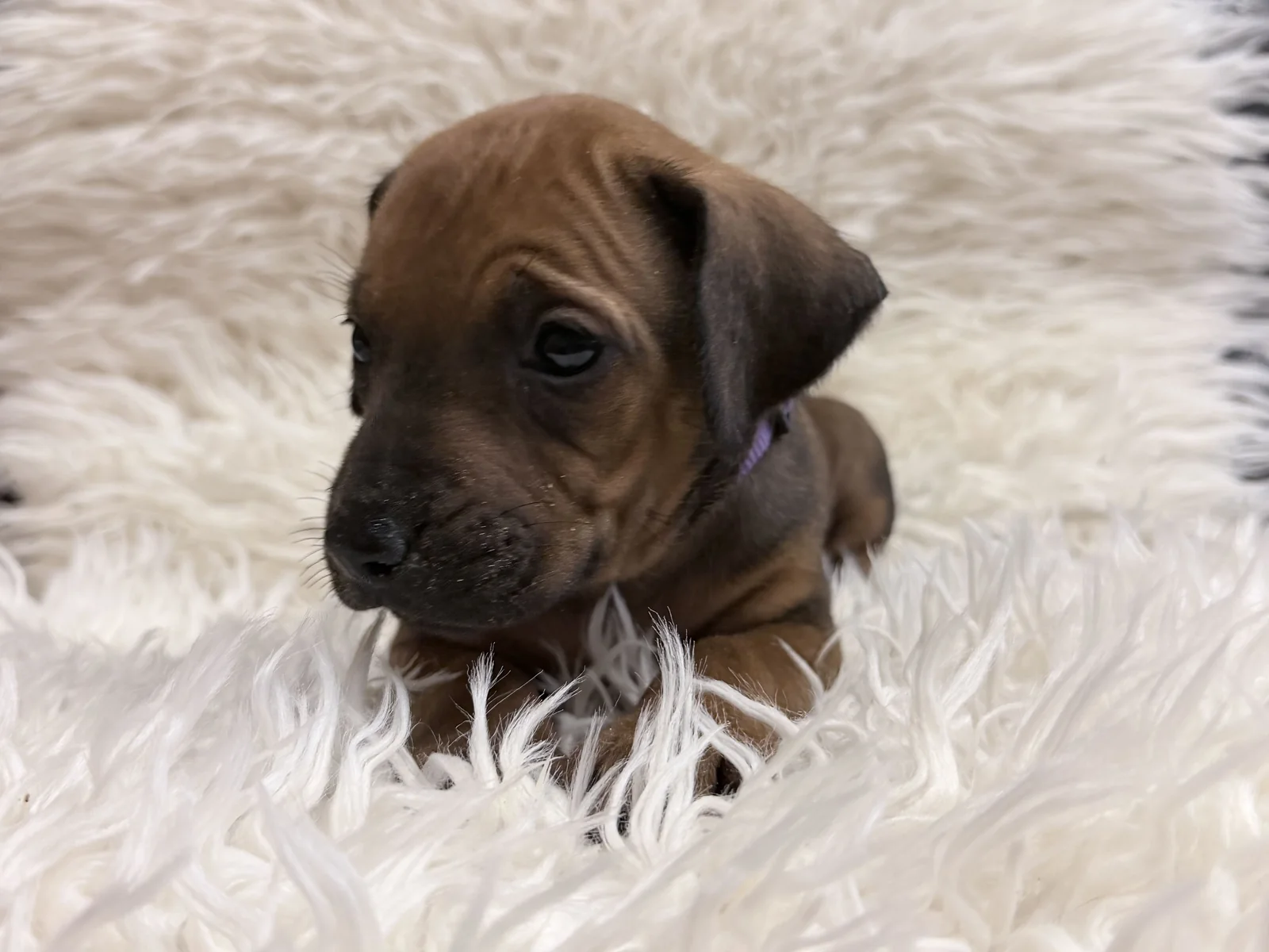 rhodesian-ridgeback-litter-for-sale-10 Rhodesian Ridgeback Litter For Sale 10 — Rhodesian Ridgeback Puppies for Sale Available Now 2027