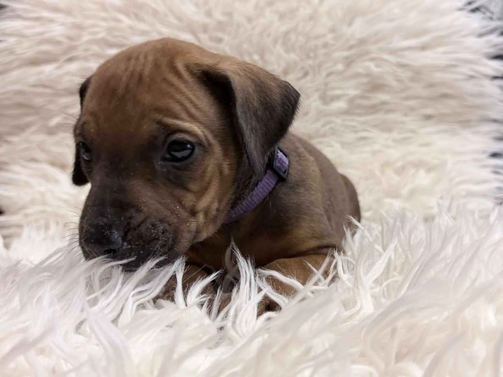 rhodesian-ridgeback-litter-for-sale-11 Rhodesian Ridgeback Litter For Sale 11 — Rhodesian Ridgeback Puppies for Sale Available Now 2027